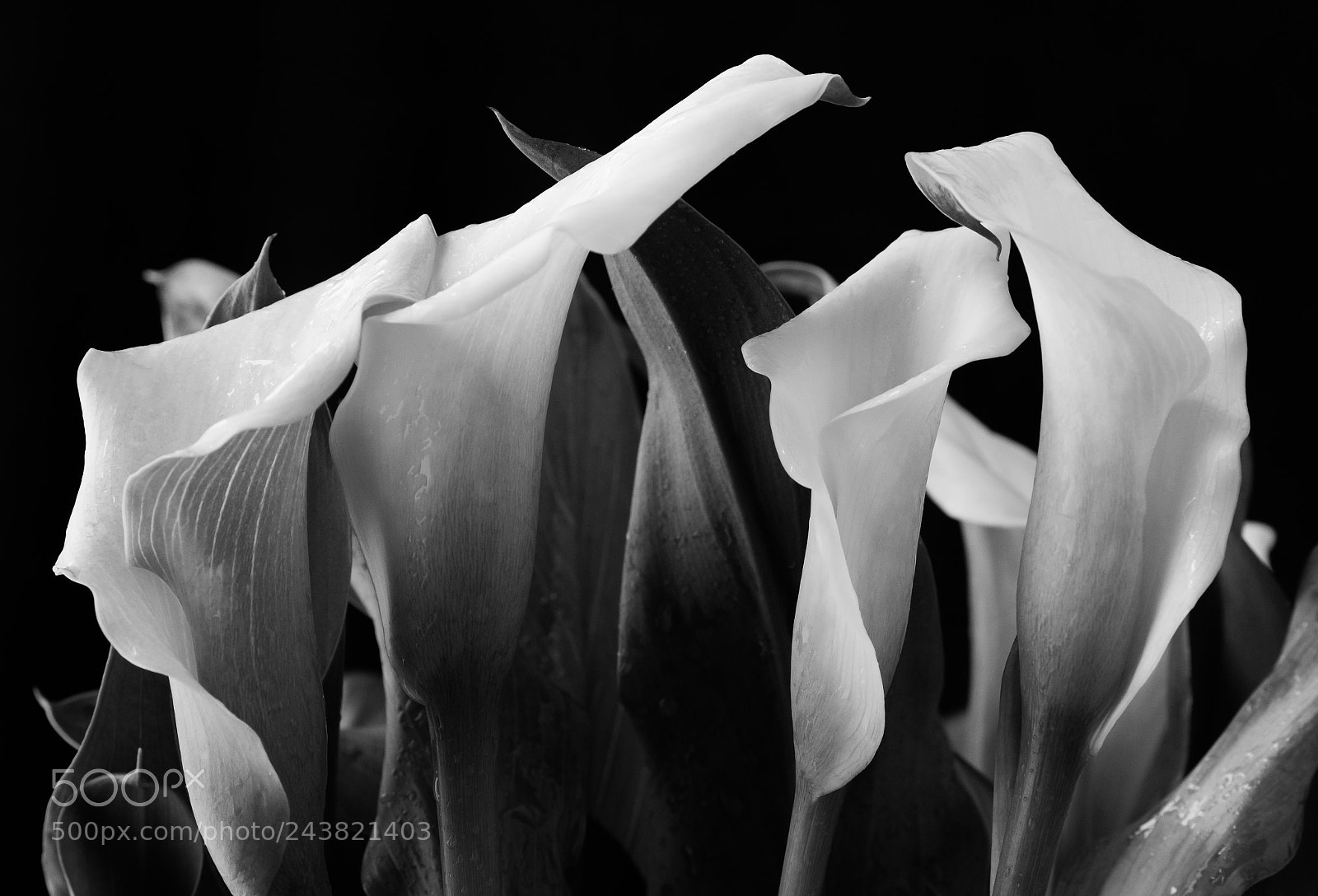 Canon EOS 7D Mark II sample photo. Calla lily photography