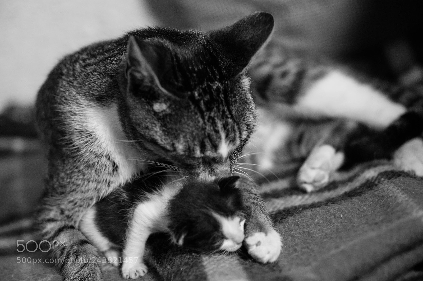 Sony Alpha a3500 sample photo. Nena and pandita photography