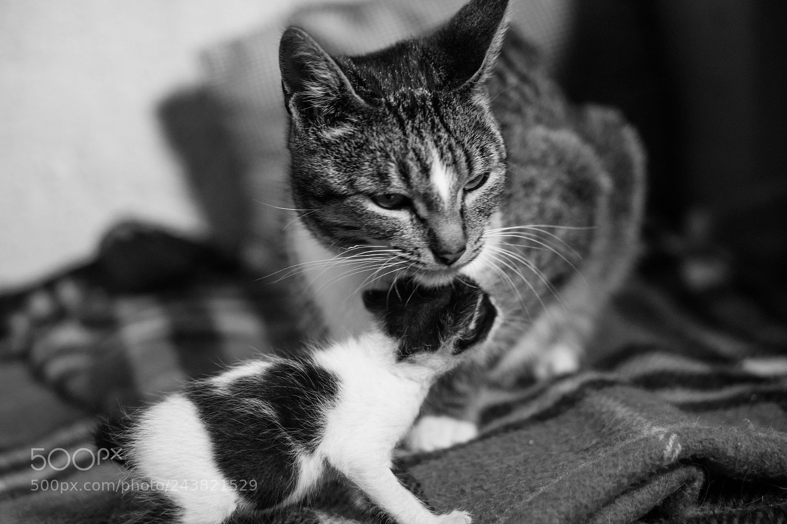 Sony Alpha a3500 sample photo. Nena and pandita photography