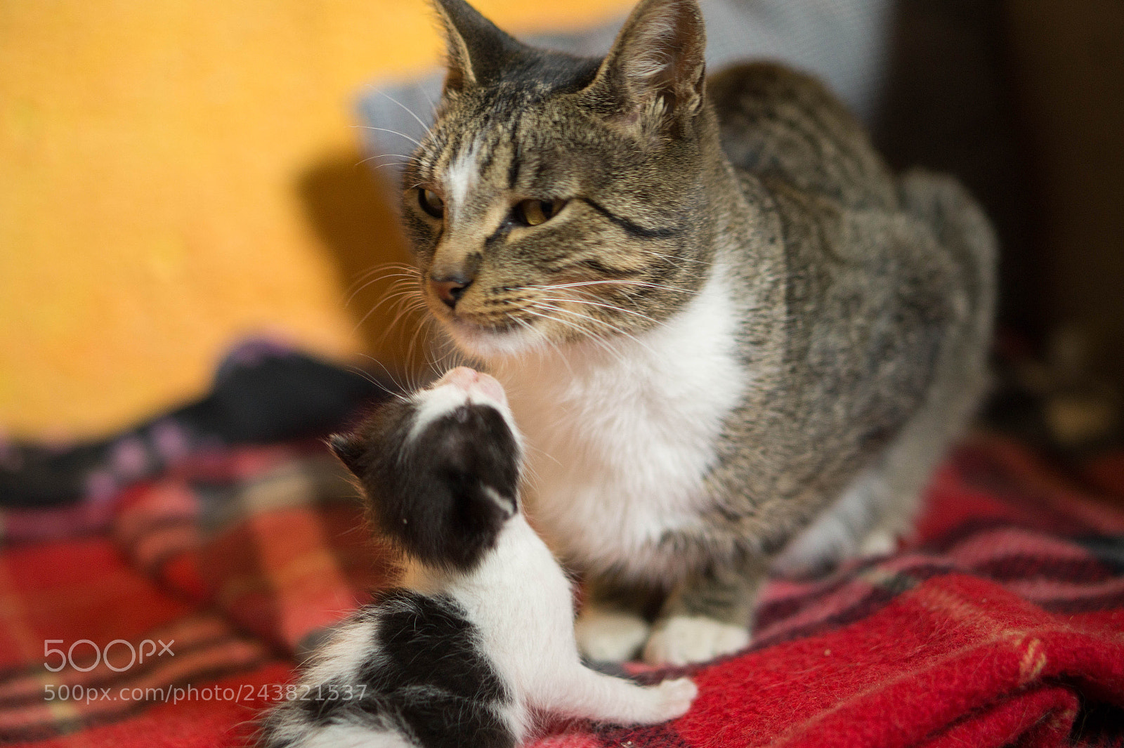 Sony Alpha a3500 sample photo. Nena and pandita photography