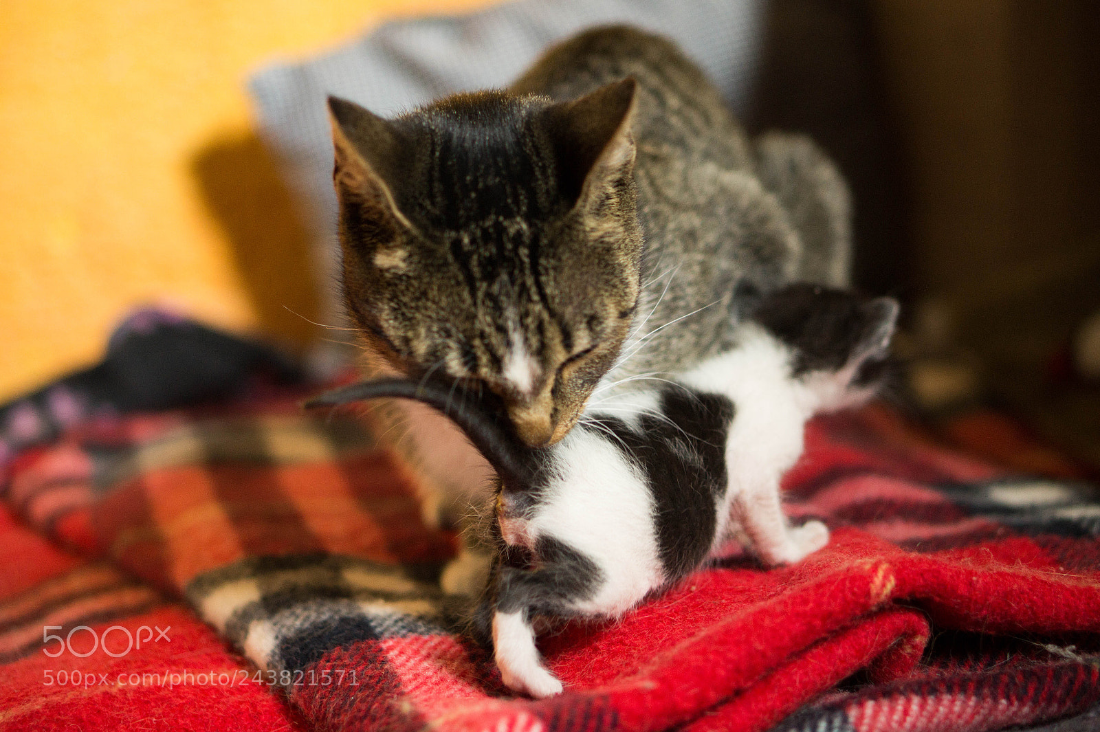 Sony Alpha a3500 sample photo. Nena and pandita photography