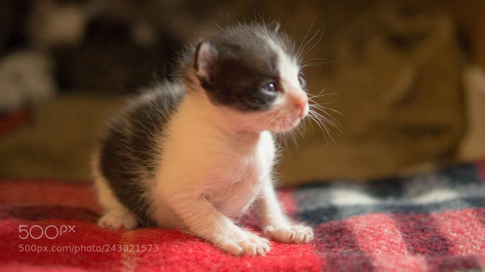 Sony Alpha a3500 sample photo. Pandita photography