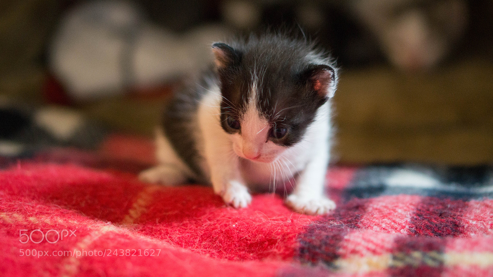 Sony Alpha a3500 sample photo. Pandita photography