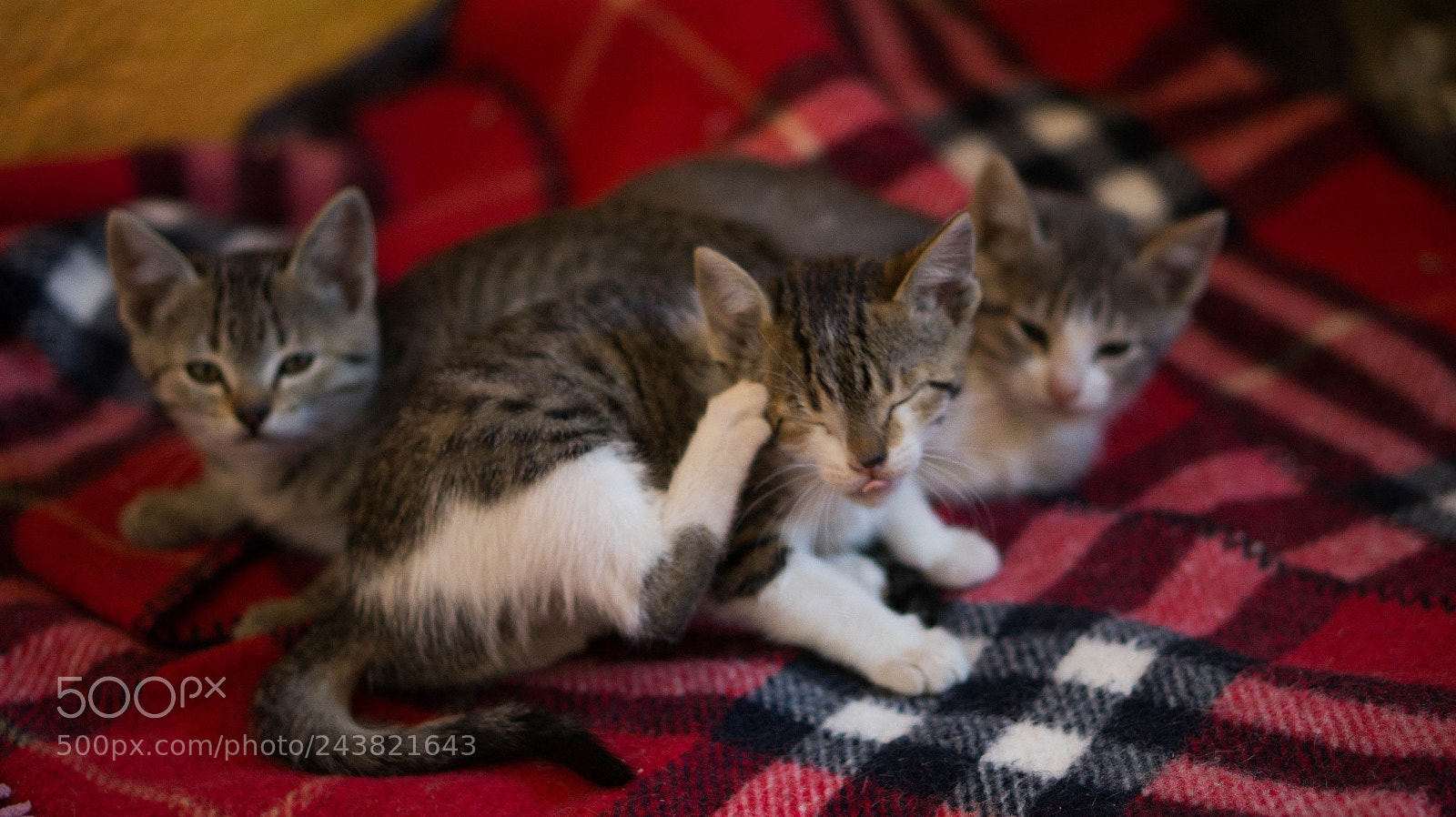 Sony Alpha a3500 sample photo. Lucha, atomica and teodorita photography
