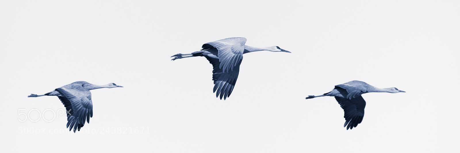Nikon D850 sample photo. Legs out short flight photography