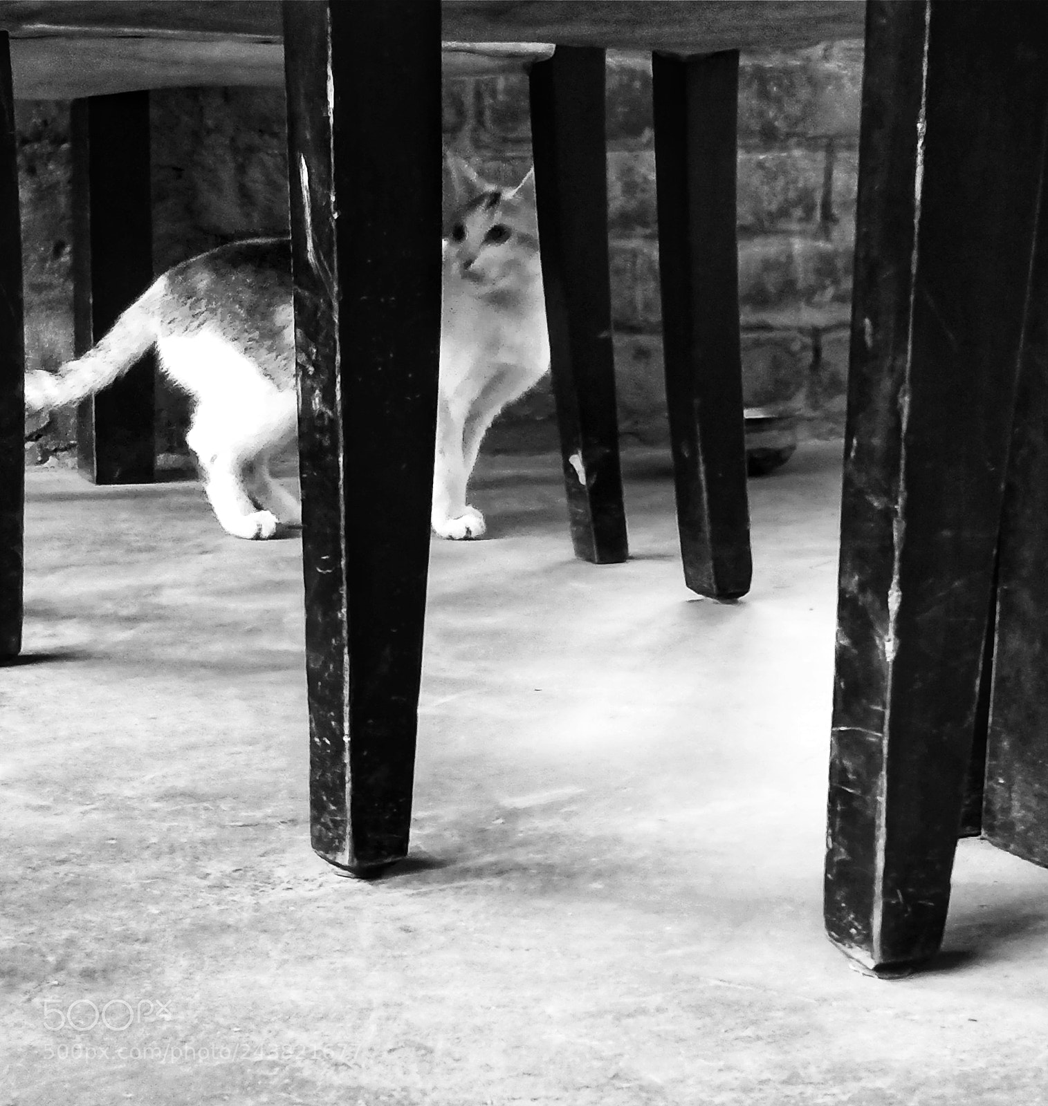 OnePlus 5T sample photo. Cat. photography
