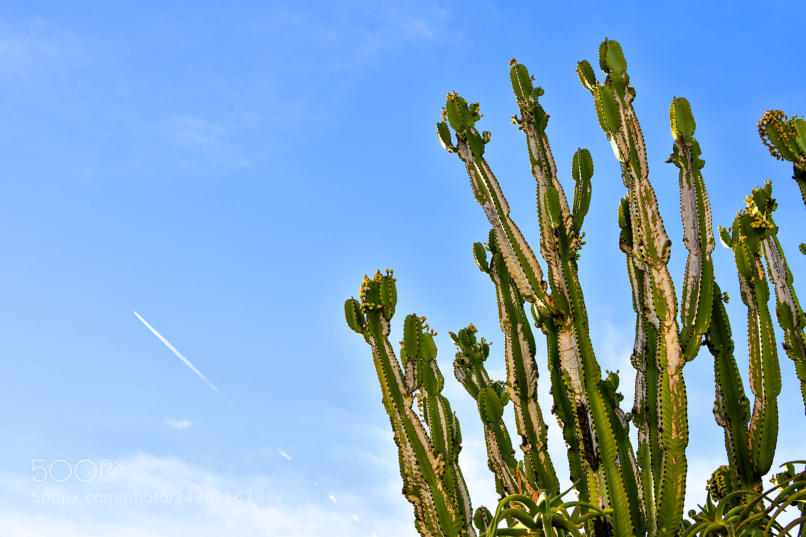 Nikon D3400 sample photo. Cactus photography