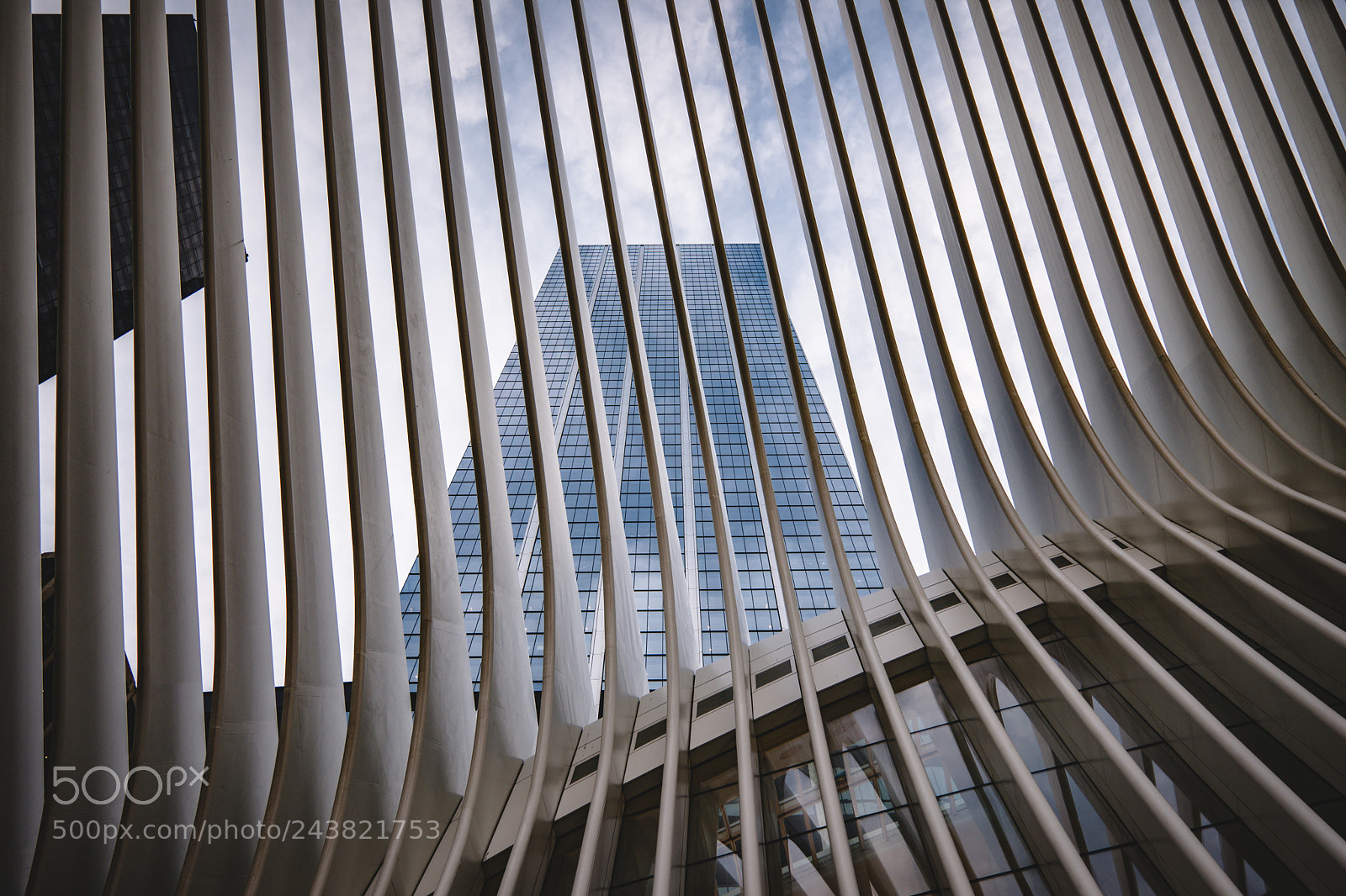 Leica CL sample photo. A view up through photography