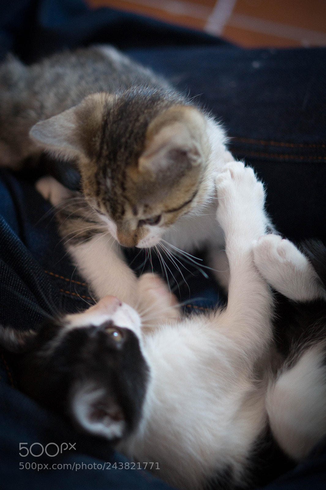 Sony Alpha a3500 sample photo. Pandita and atomica photography