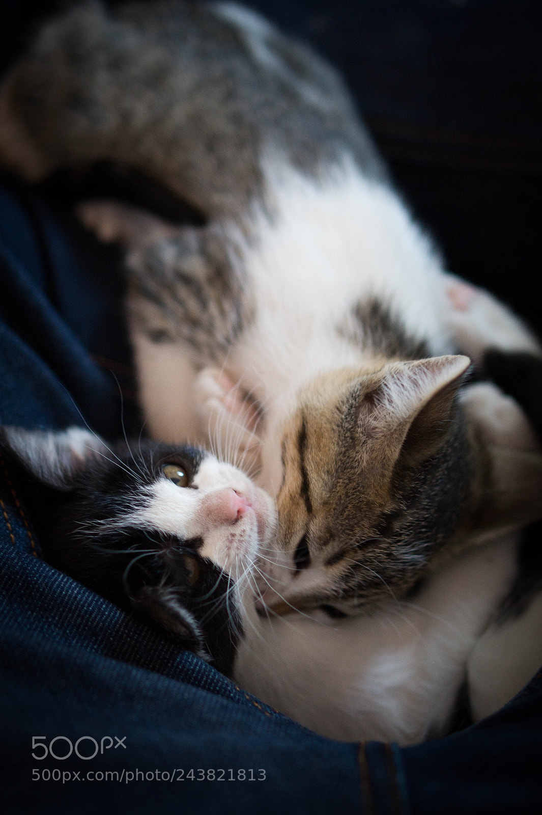 Sony Alpha a3500 sample photo. Pandita and atomica photography