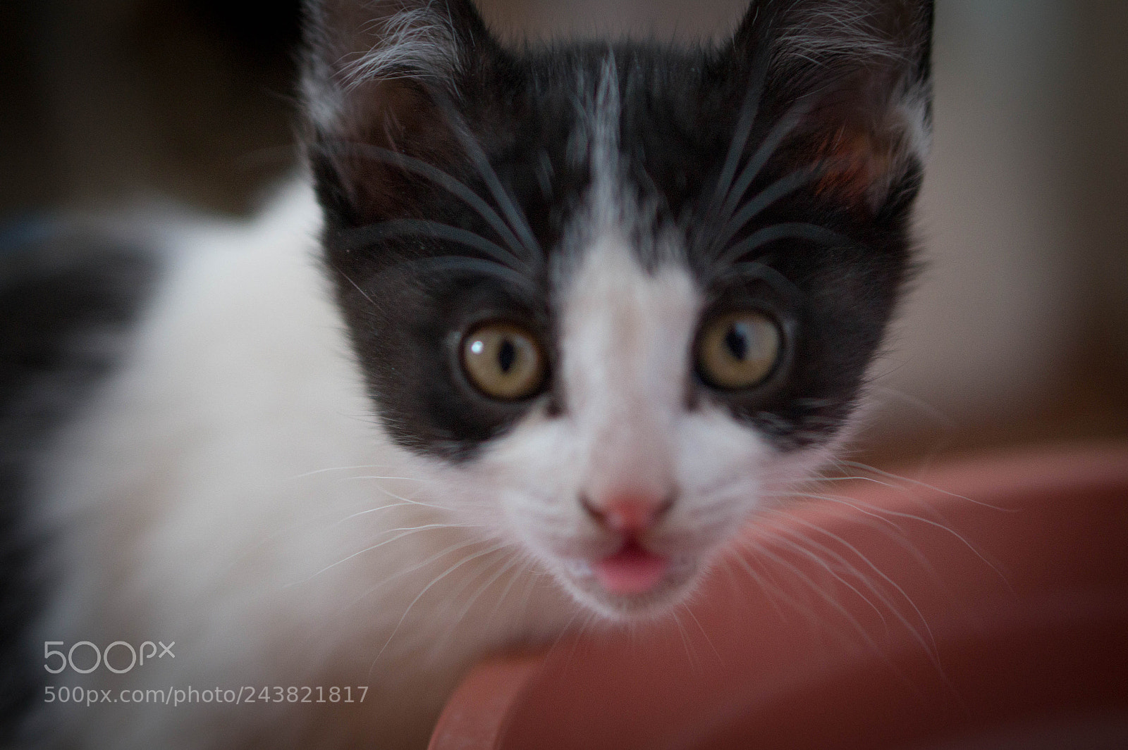 Sony Alpha a3500 sample photo. Pandita photography