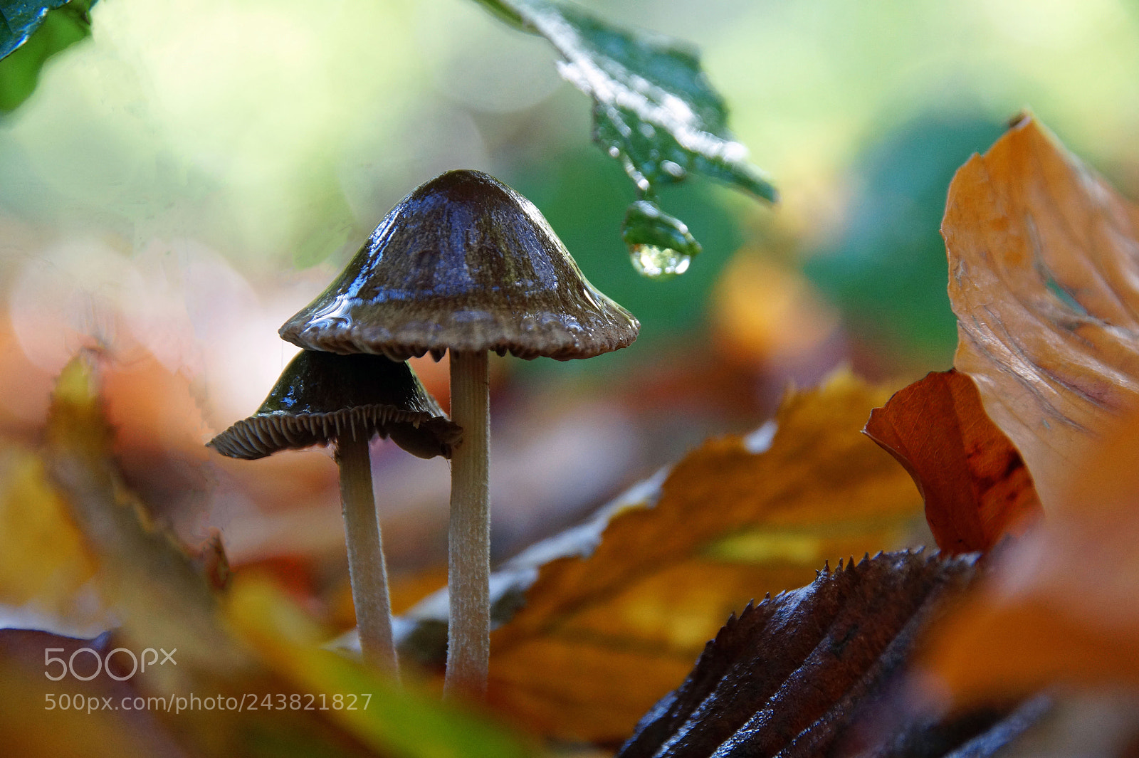 Sony SLT-A58 sample photo. Pilze photography