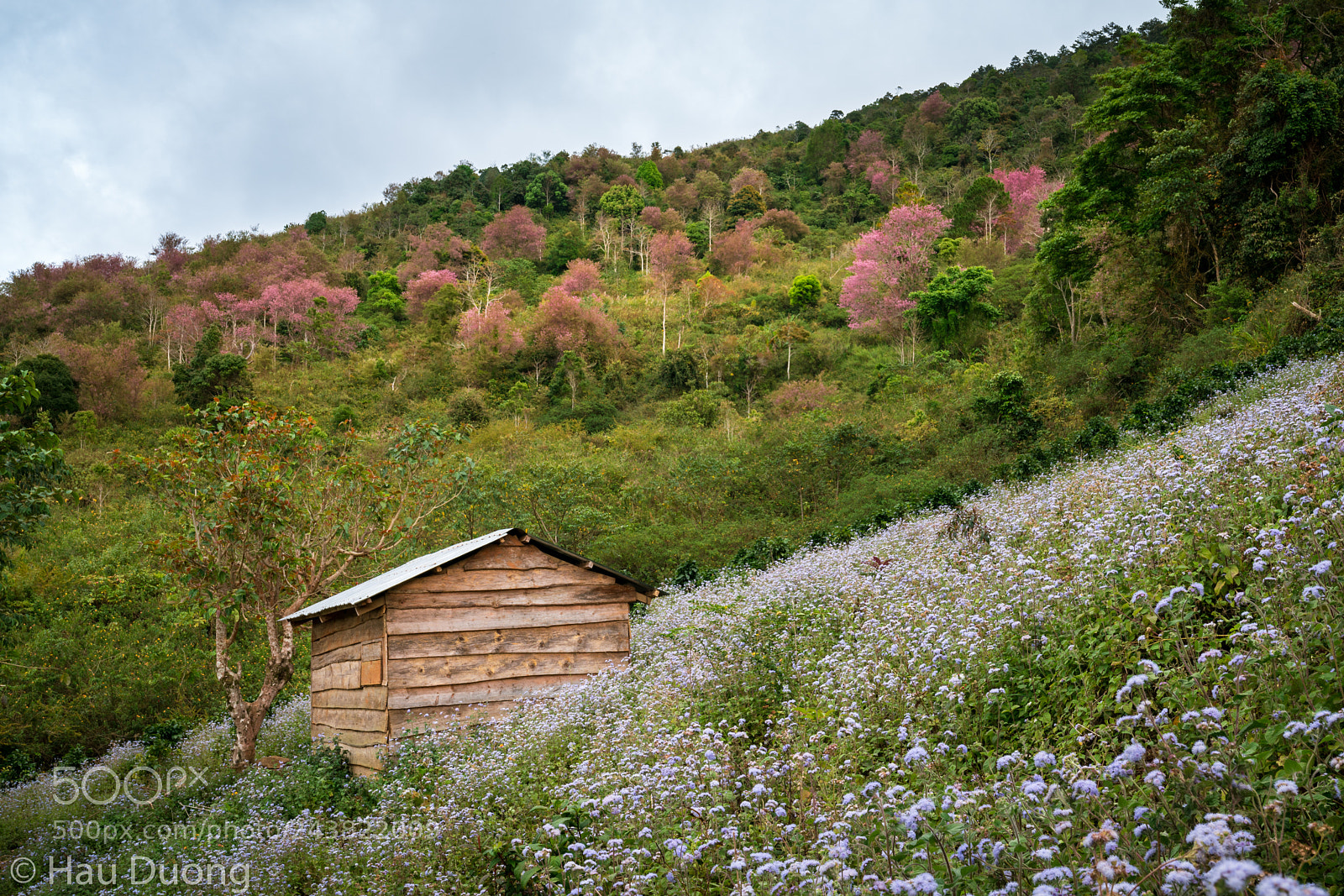 Sony a7R II sample photo. Da lat photography