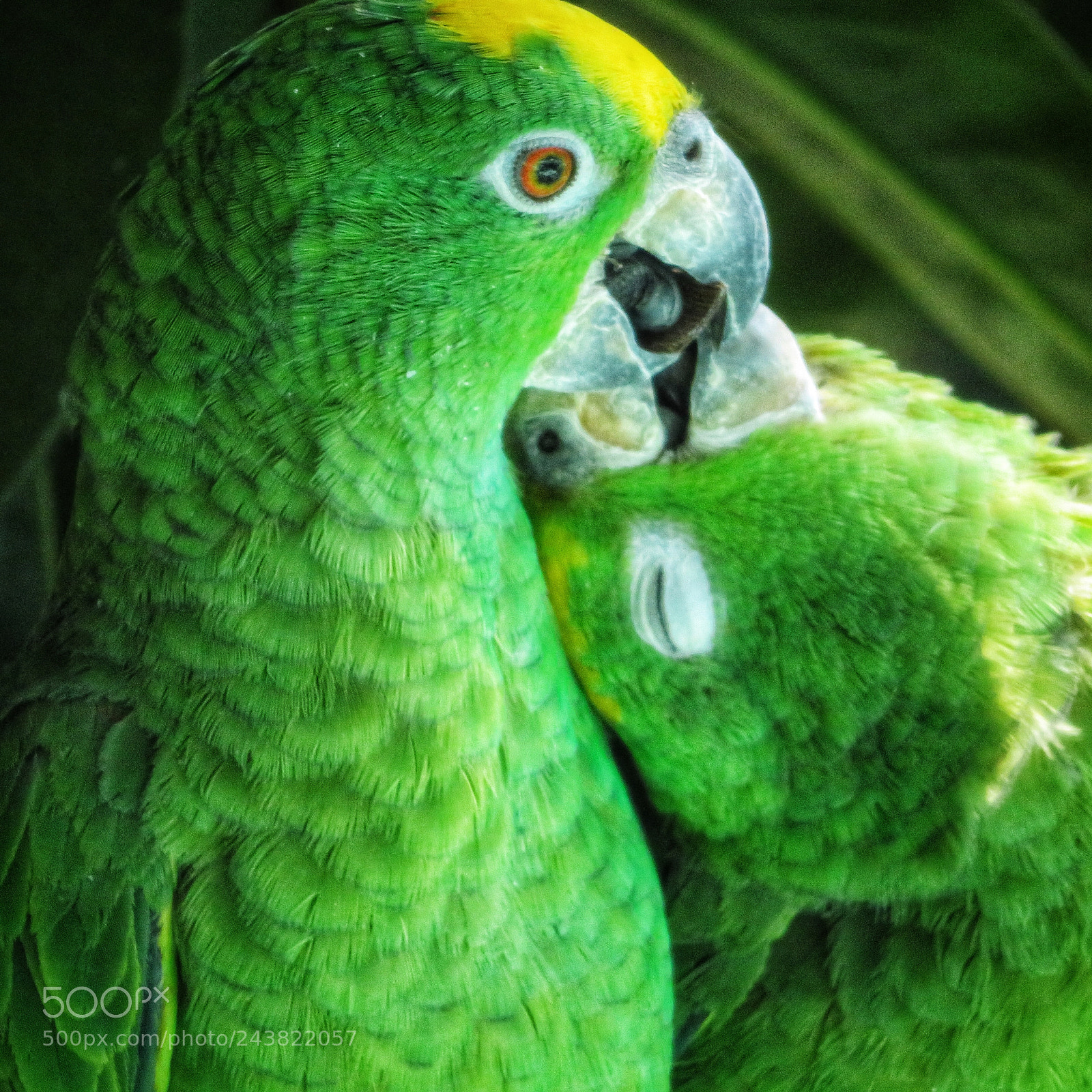 Canon PowerShot SX720 HS sample photo. Beak to beak photography