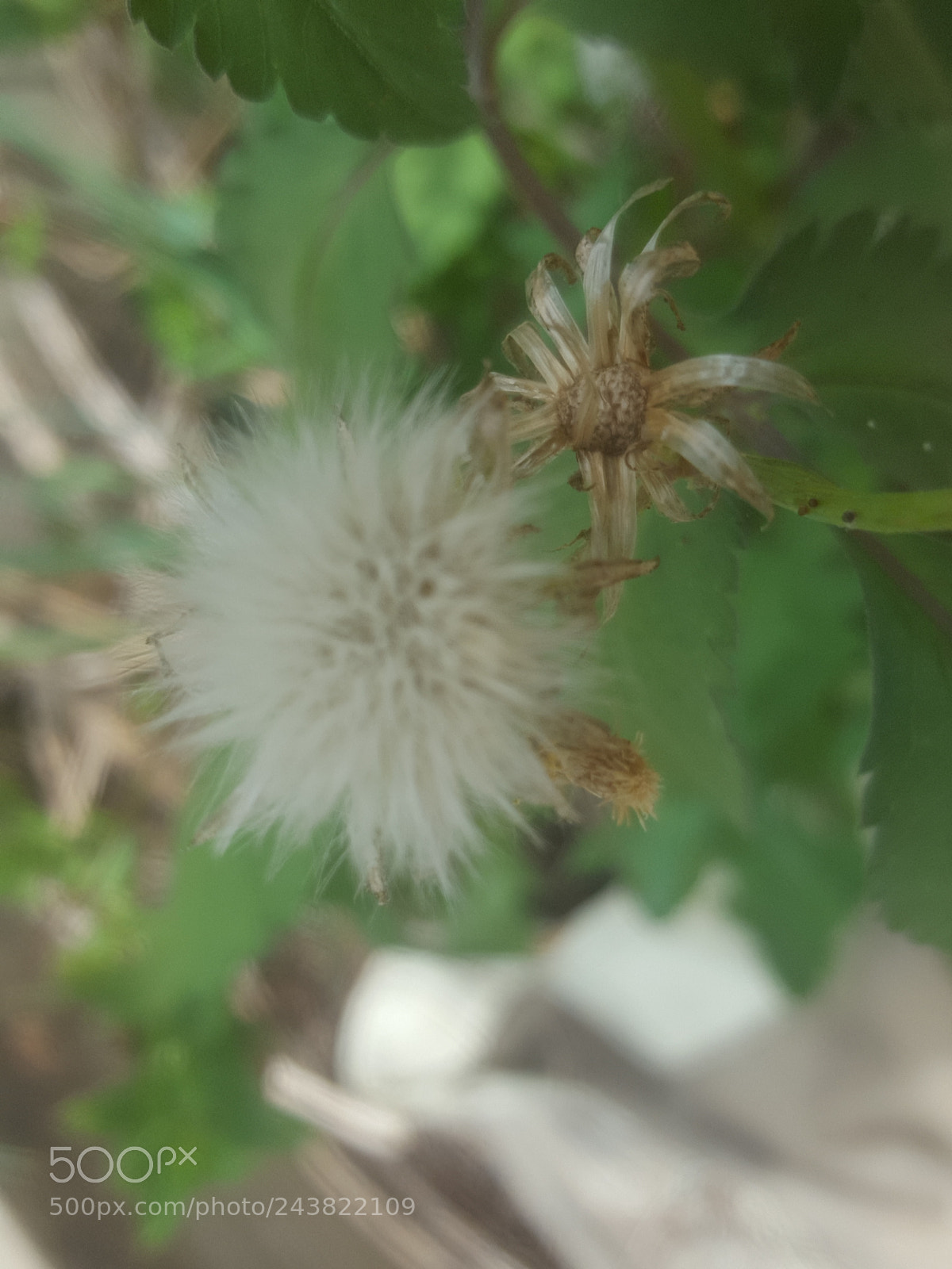Samsung Galaxy S6 sample photo. Untitled photography