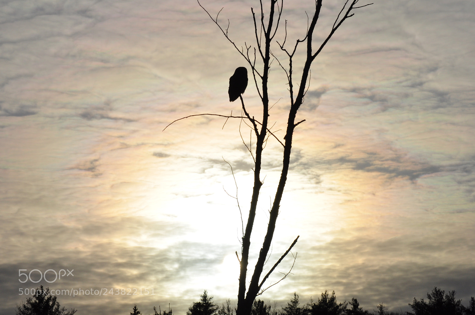 Nikon D5000 sample photo. Image of hoooooooo photography