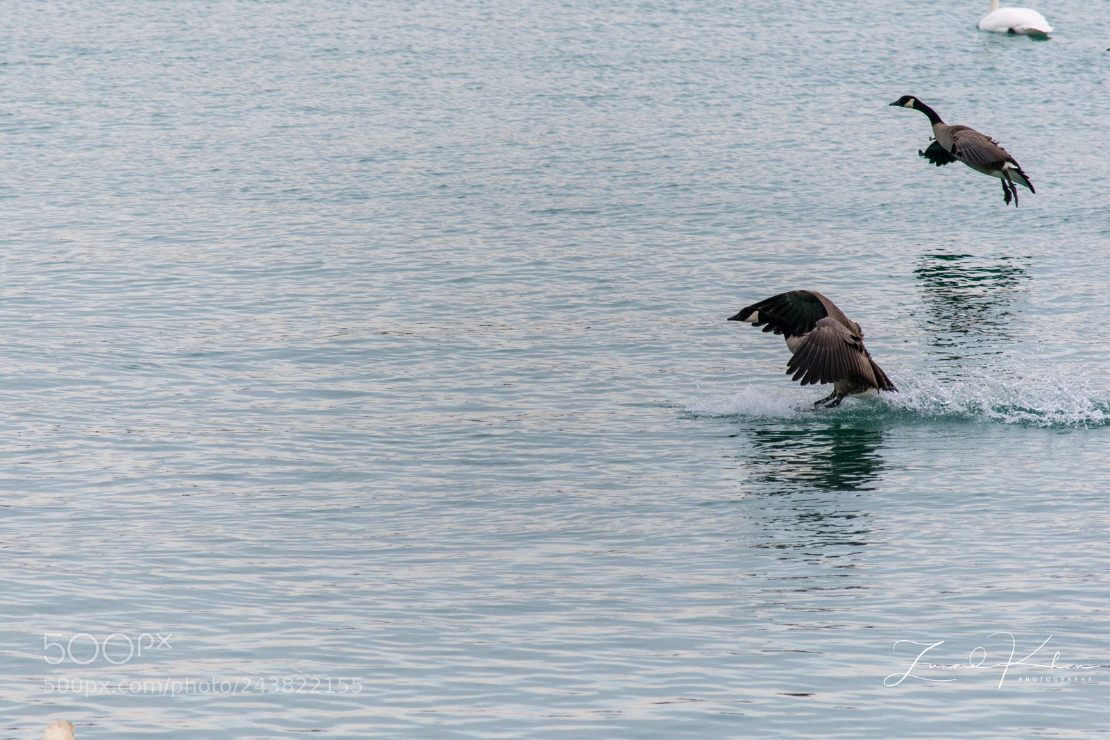 Nikon D3400 sample photo. Canada goose landing photography