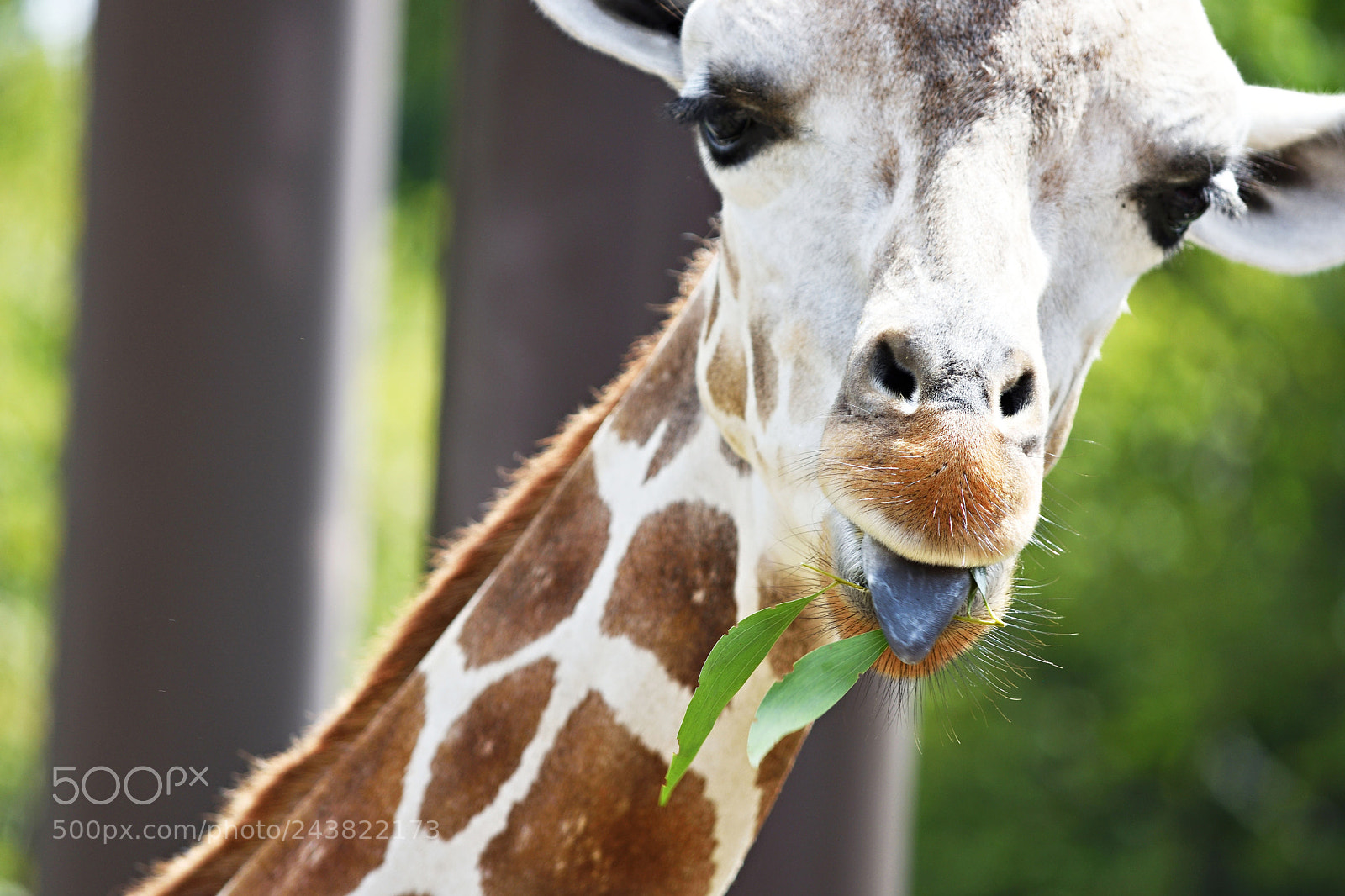 Nikon D7200 sample photo. Giraffe photography