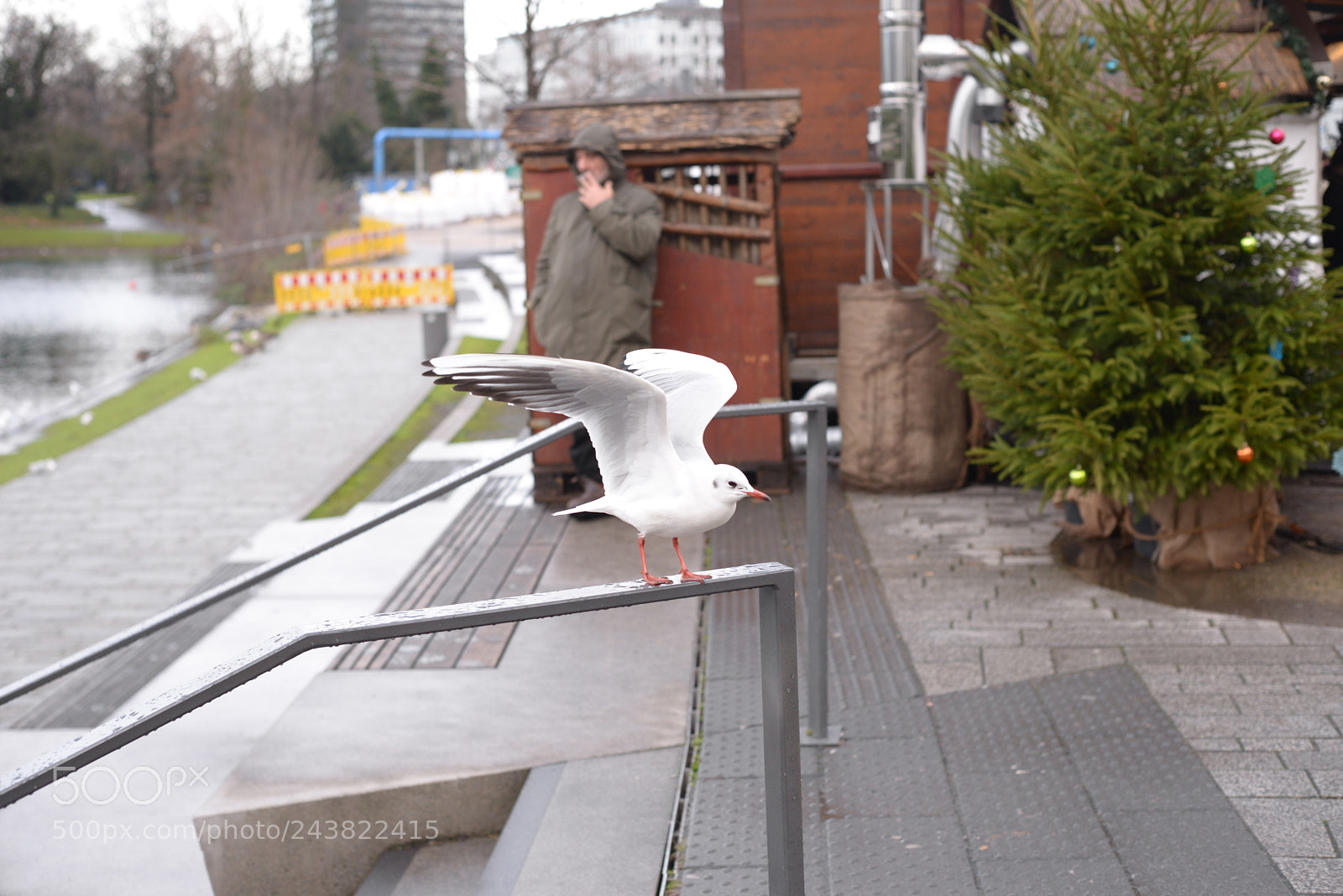 Nikon D610 sample photo. Freedom or trap photography