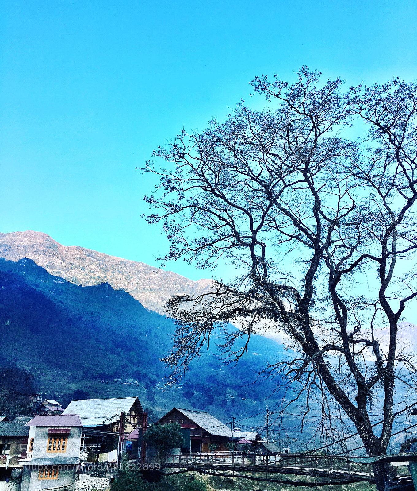 Apple iPhone 6s Plus sample photo. A tree photography