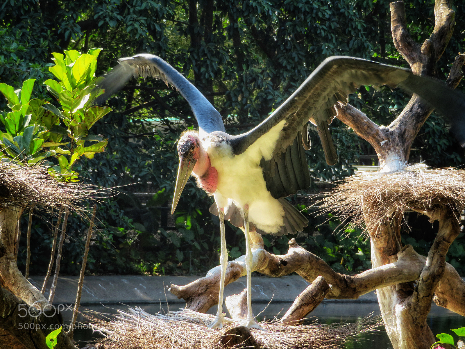 Canon PowerShot SX720 HS sample photo. Marabou in nest photography