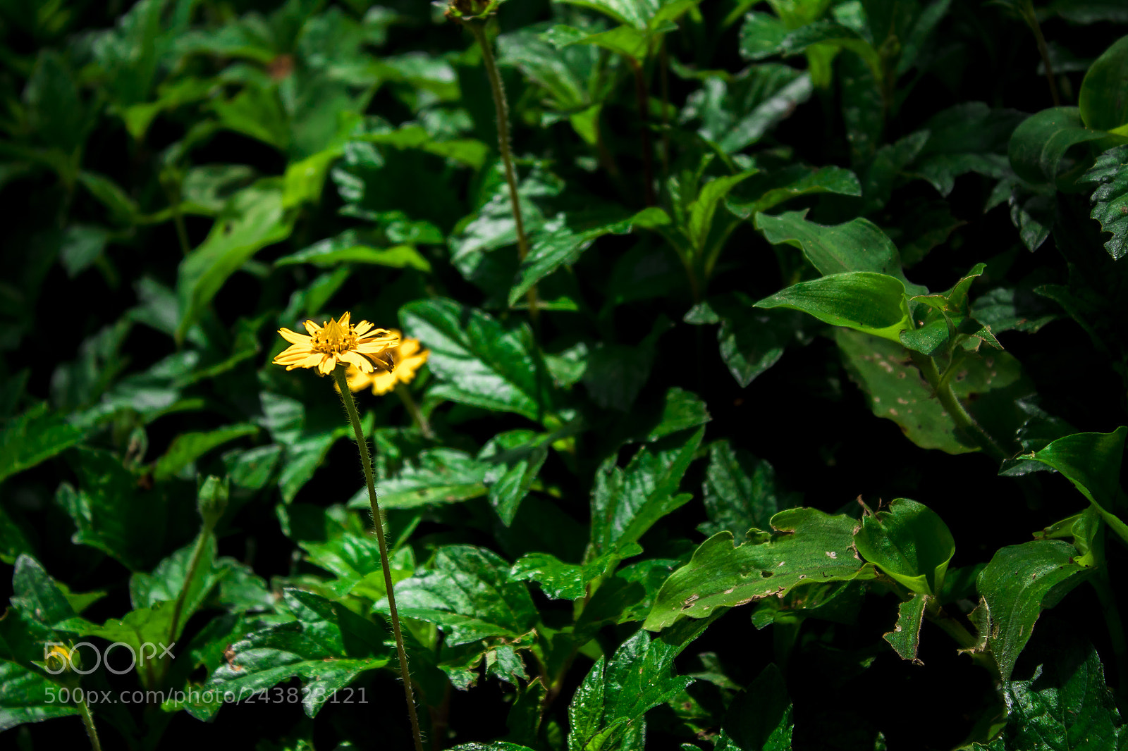 Canon EOS 1300D (EOS Rebel T6 / EOS Kiss X80) sample photo. Yellow flower photography