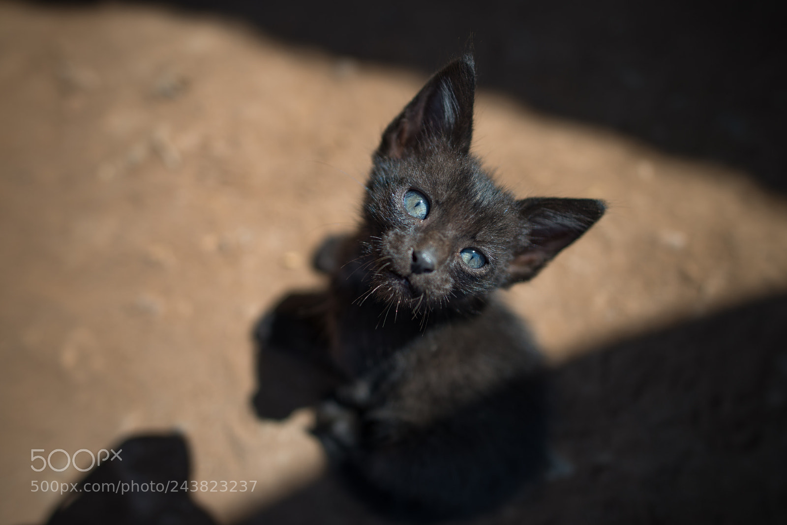 Nikon D610 sample photo. Blue eyed black cat photography