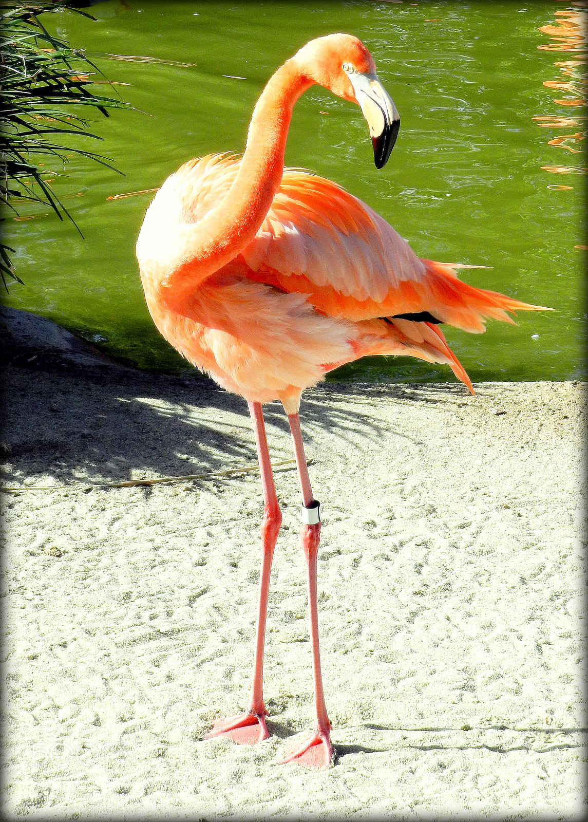 Nikon Coolpix P500 sample photo. Pretty photography