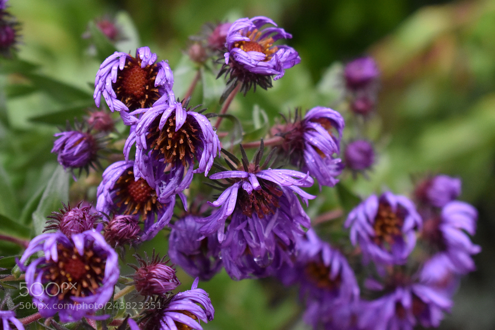 Nikon D3400 sample photo. Down photography