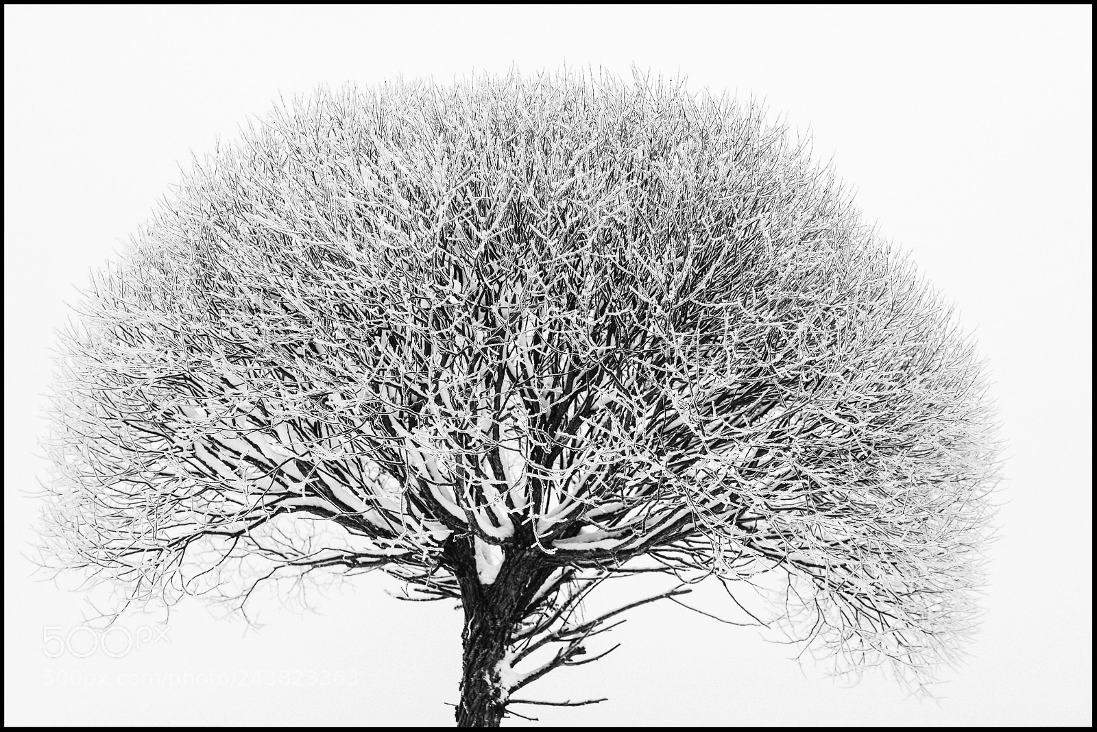 Nikon D600 sample photo. Justatree photography
