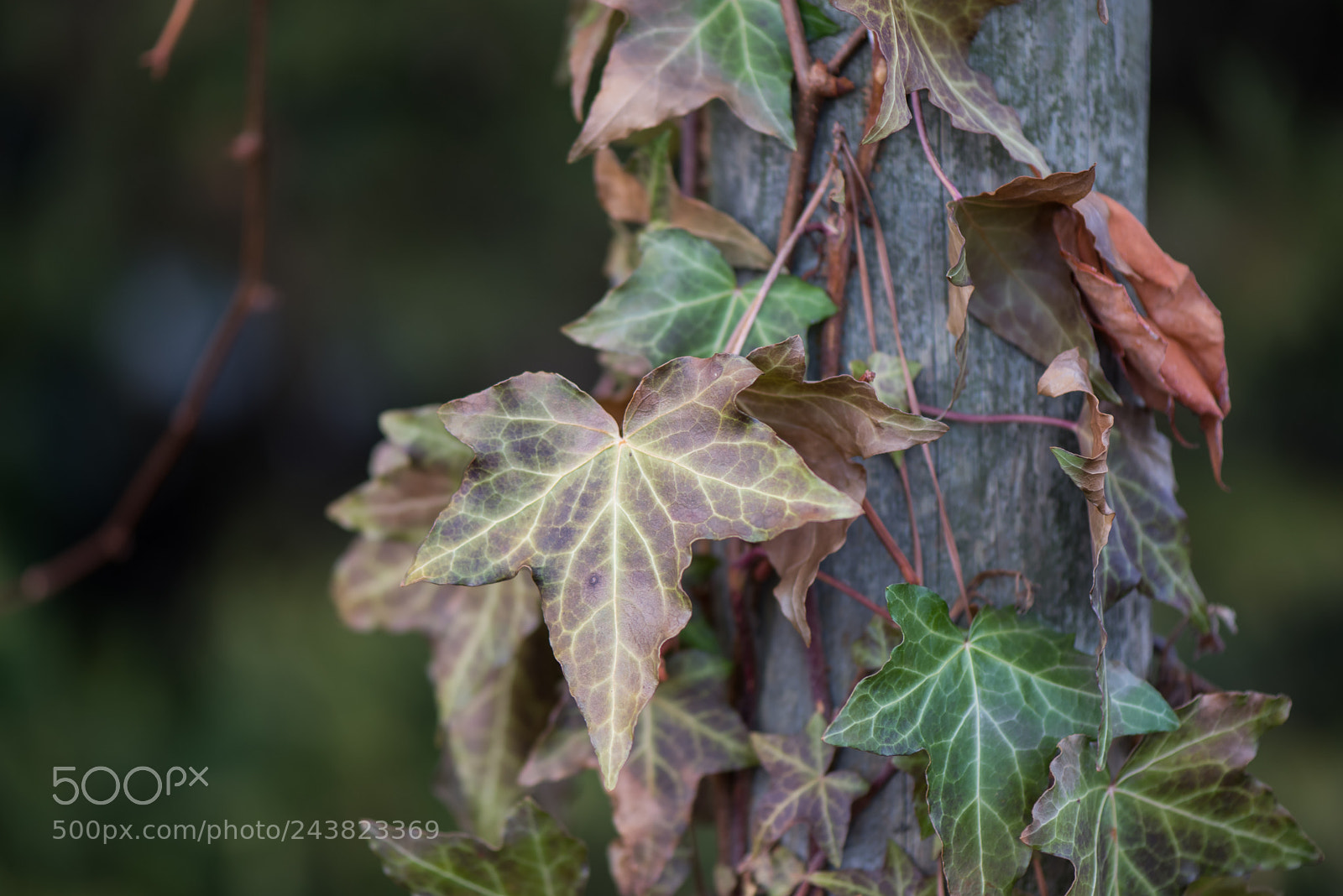 Nikon D810 sample photo. Vine on a pole photography