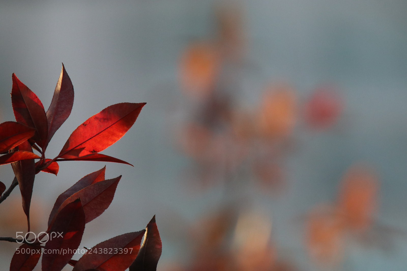 Tamron SP 150-600mm F5-6.3 Di VC USD sample photo. The red leaves of photography
