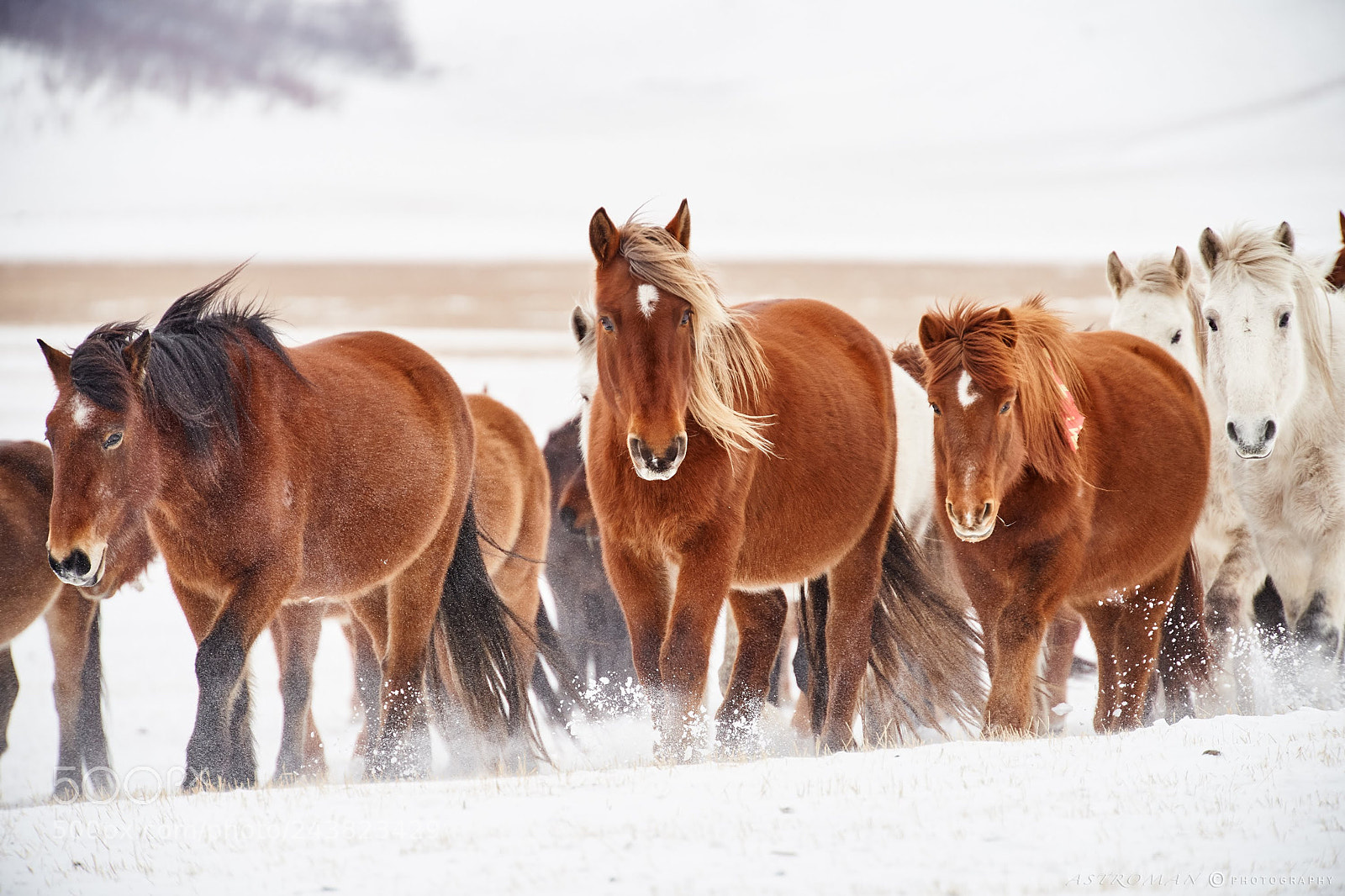 Pentax K-1 sample photo. Winter horse photography