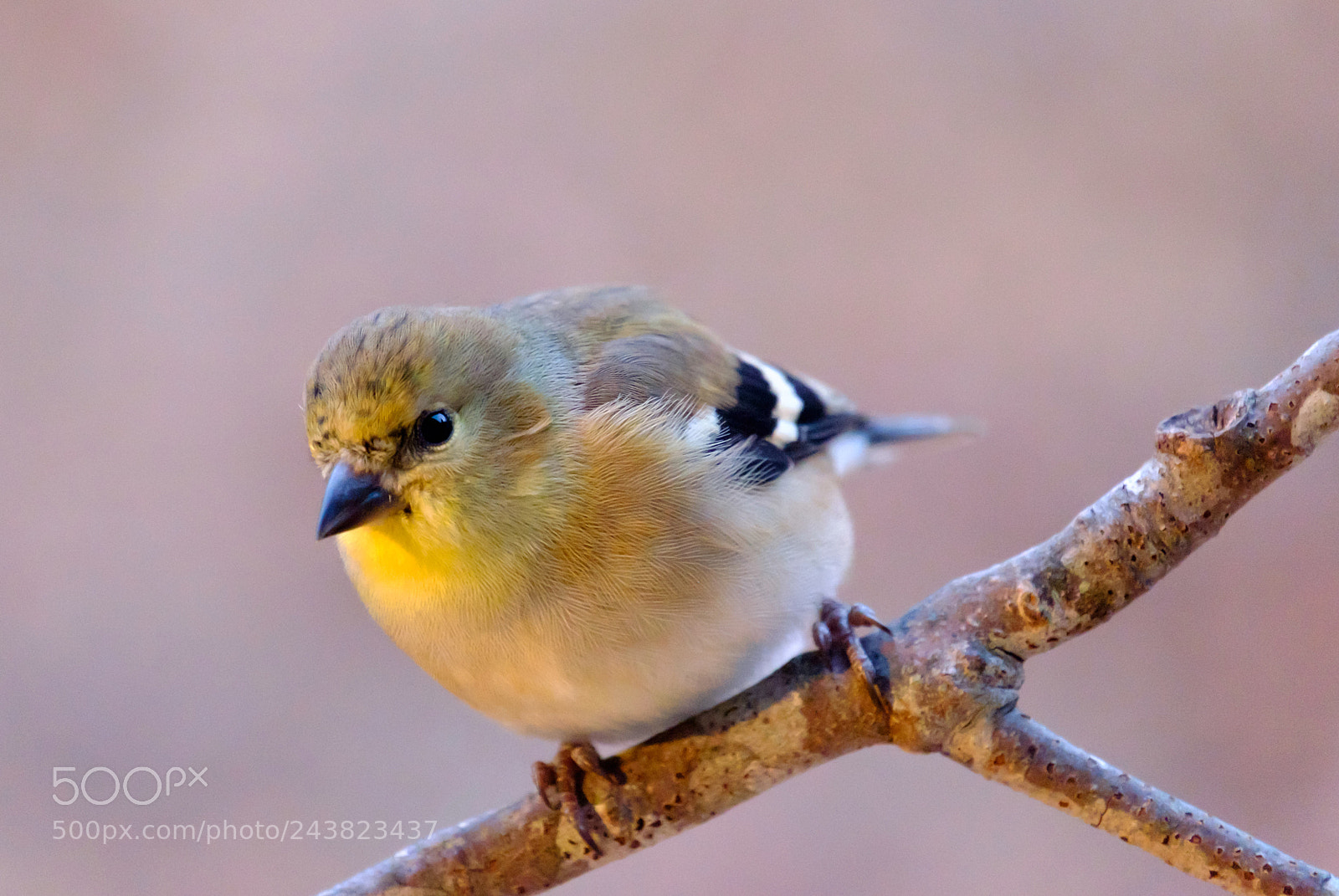 Fujifilm X-E2 sample photo. Goldfinch photography