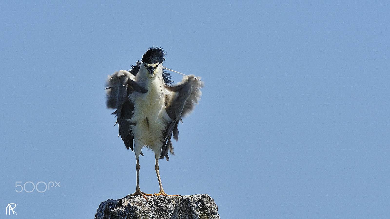 Nikon AF-S Nikkor 400mm F2.8G ED VR II sample photo. Skin overcoat photography