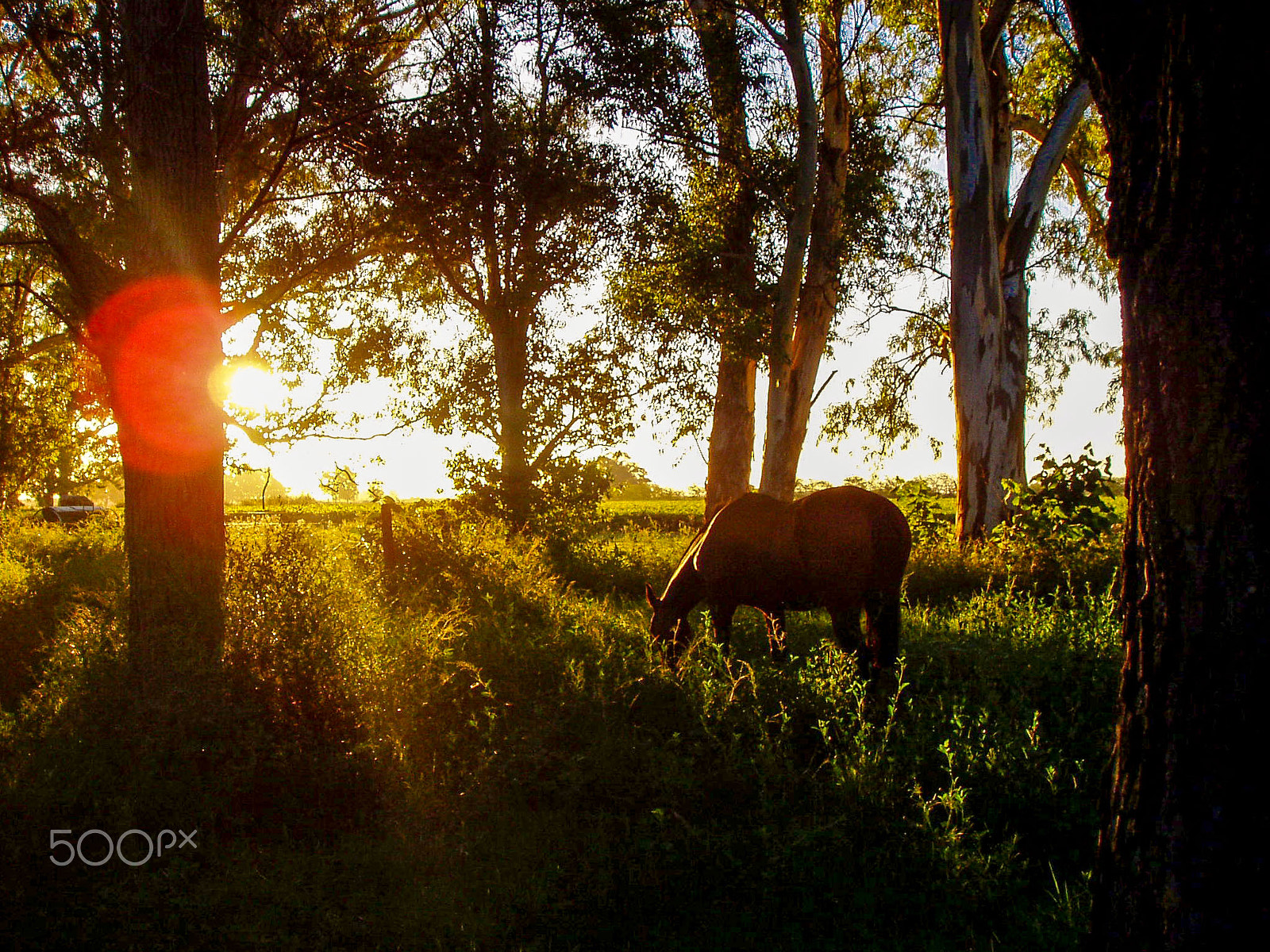 Olympus u10D,S300D,u300D sample photo. Yegua al atardecer photography