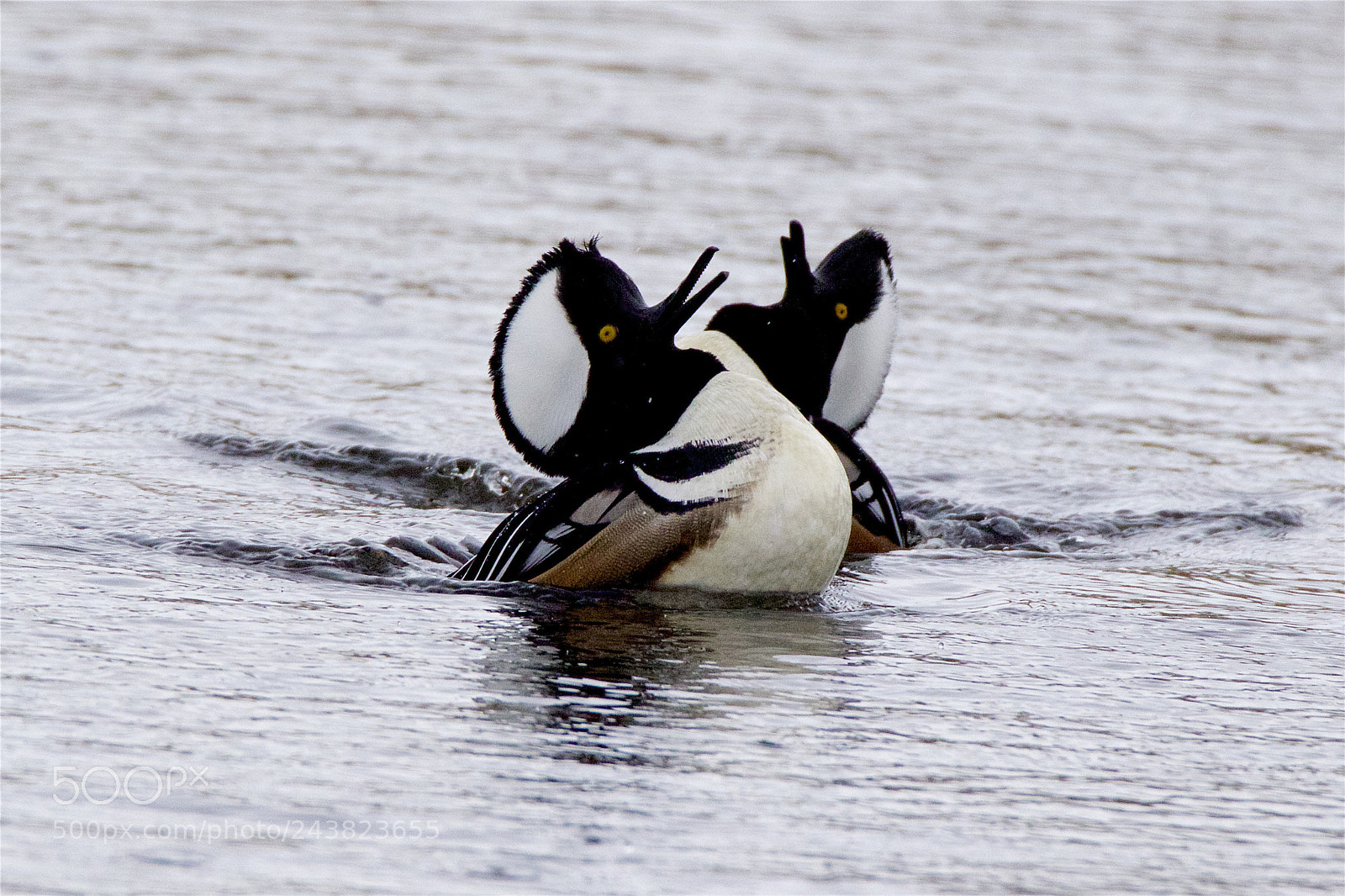 Canon EOS 7D Mark II sample photo. A pair of mergansers photography