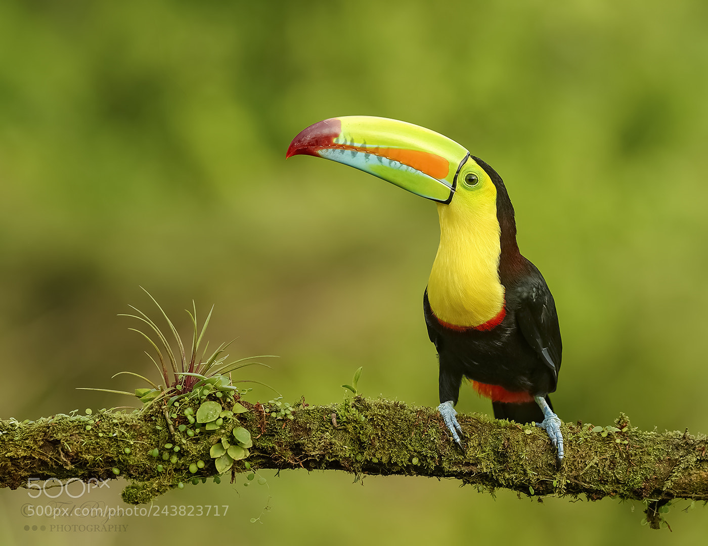 Nikon D4 sample photo. Toucan pose photography