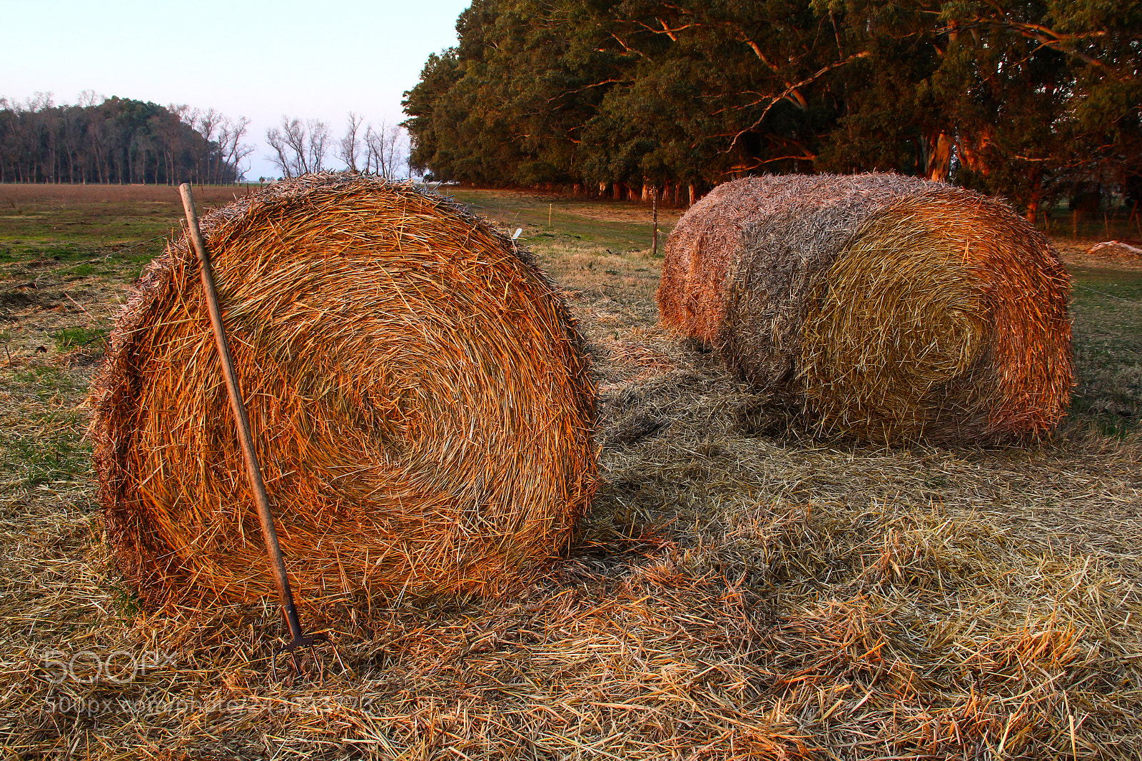 Canon EOS 60D sample photo. Rollos de pasto photography