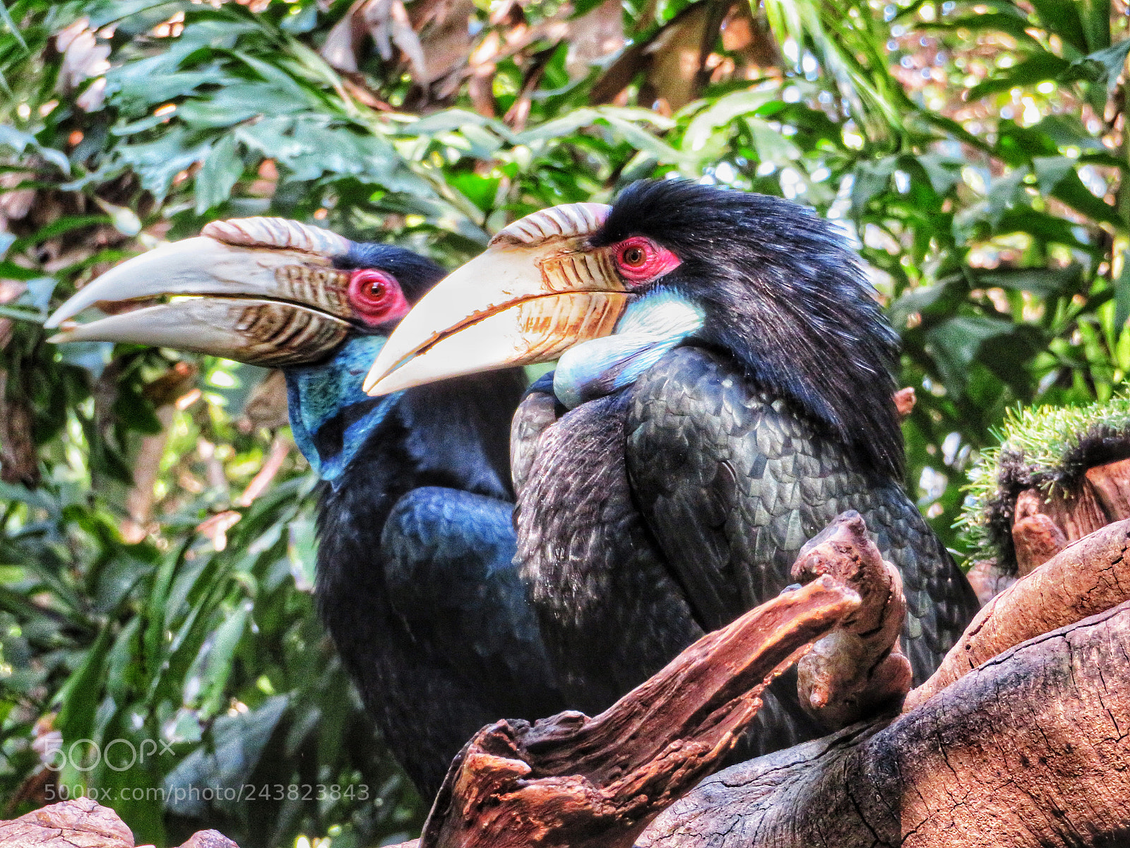 Canon PowerShot SX720 HS sample photo. Two wreathed hornbills photography
