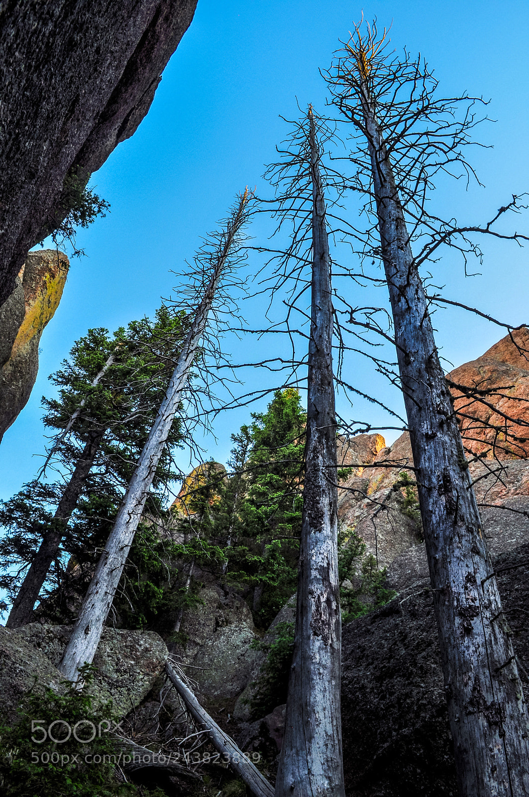 Nikon D5000 sample photo. Three dead trees with photography