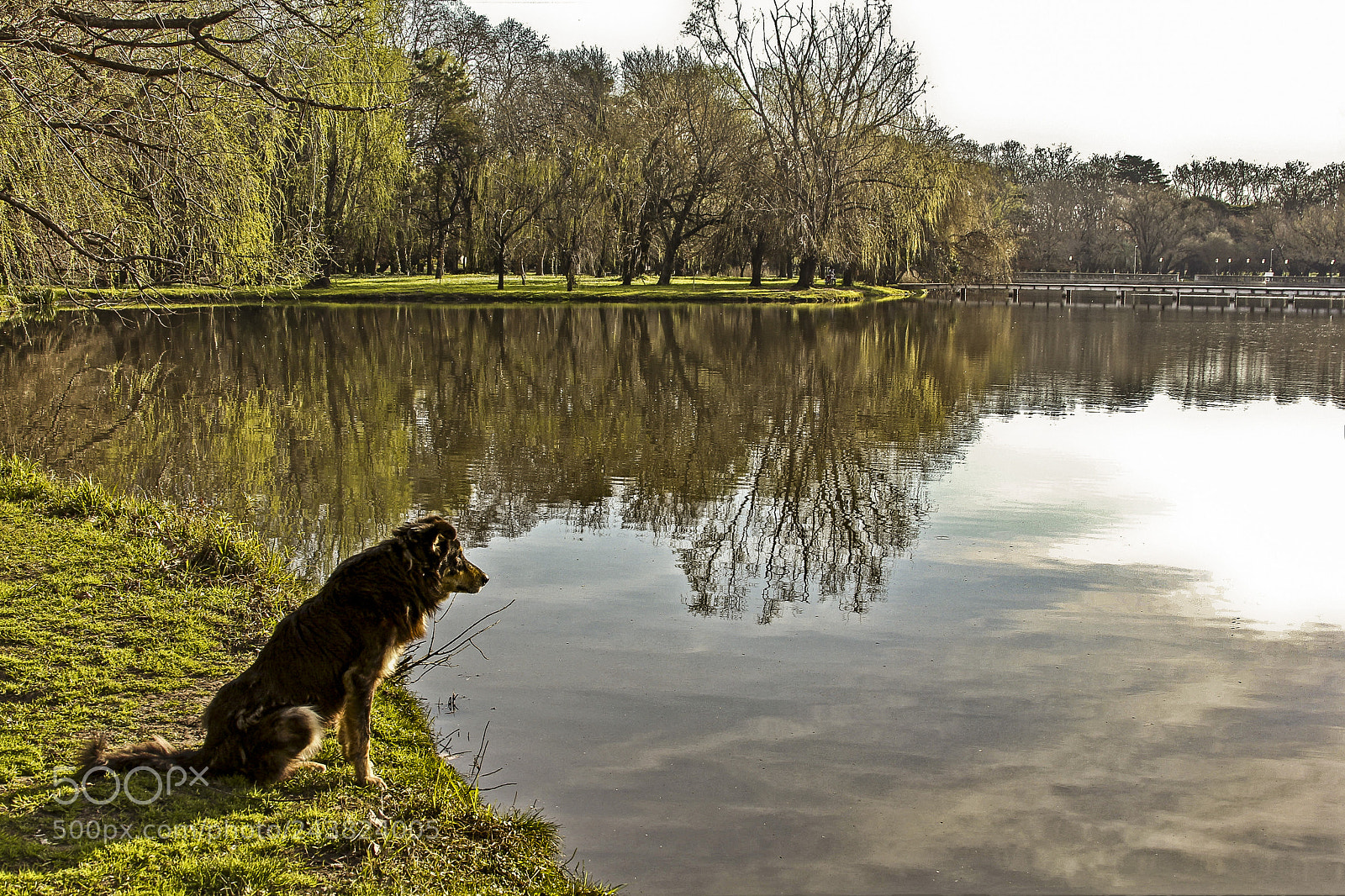 Canon EOS 60D sample photo. Perro filósofo photography