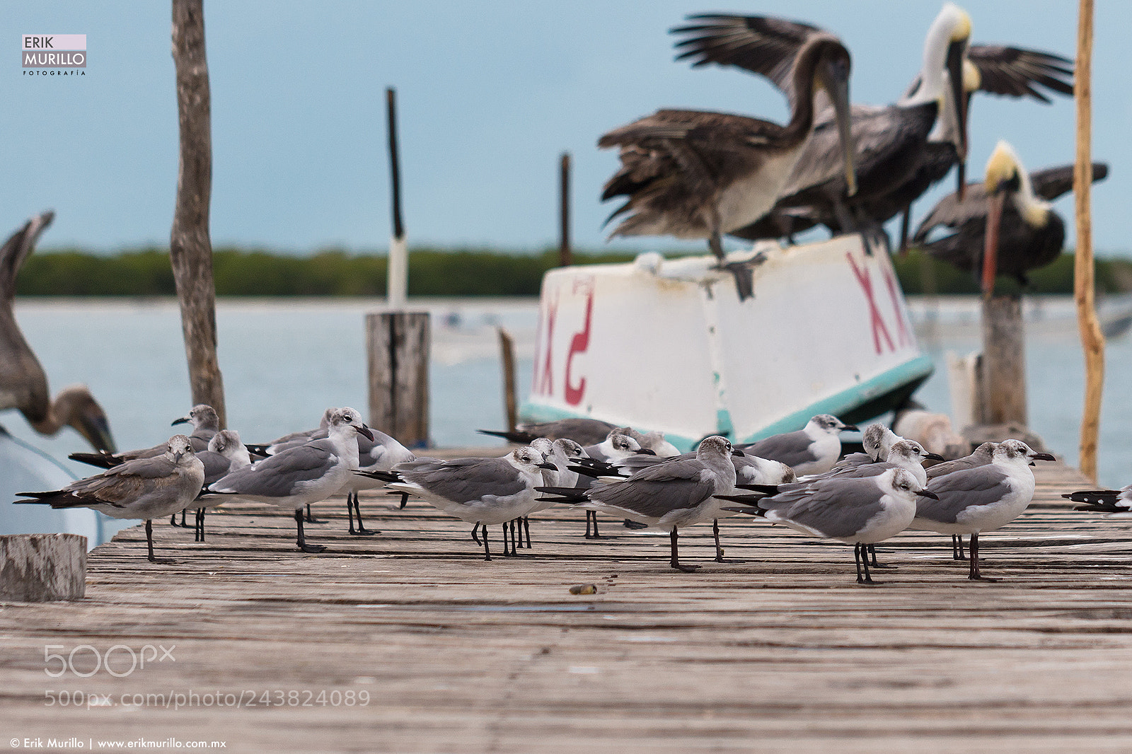 Canon EOS 5DS sample photo. Gaviotas photography