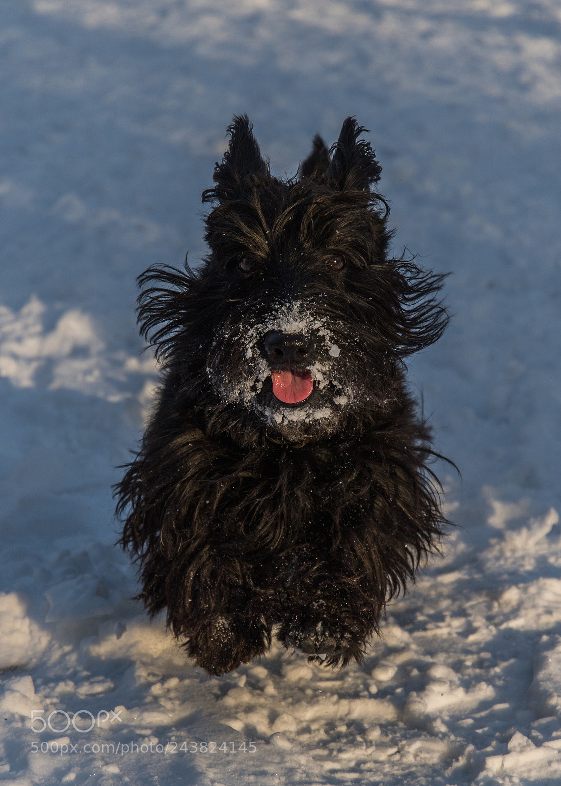 Nikon D500 sample photo. Winter fun photography
