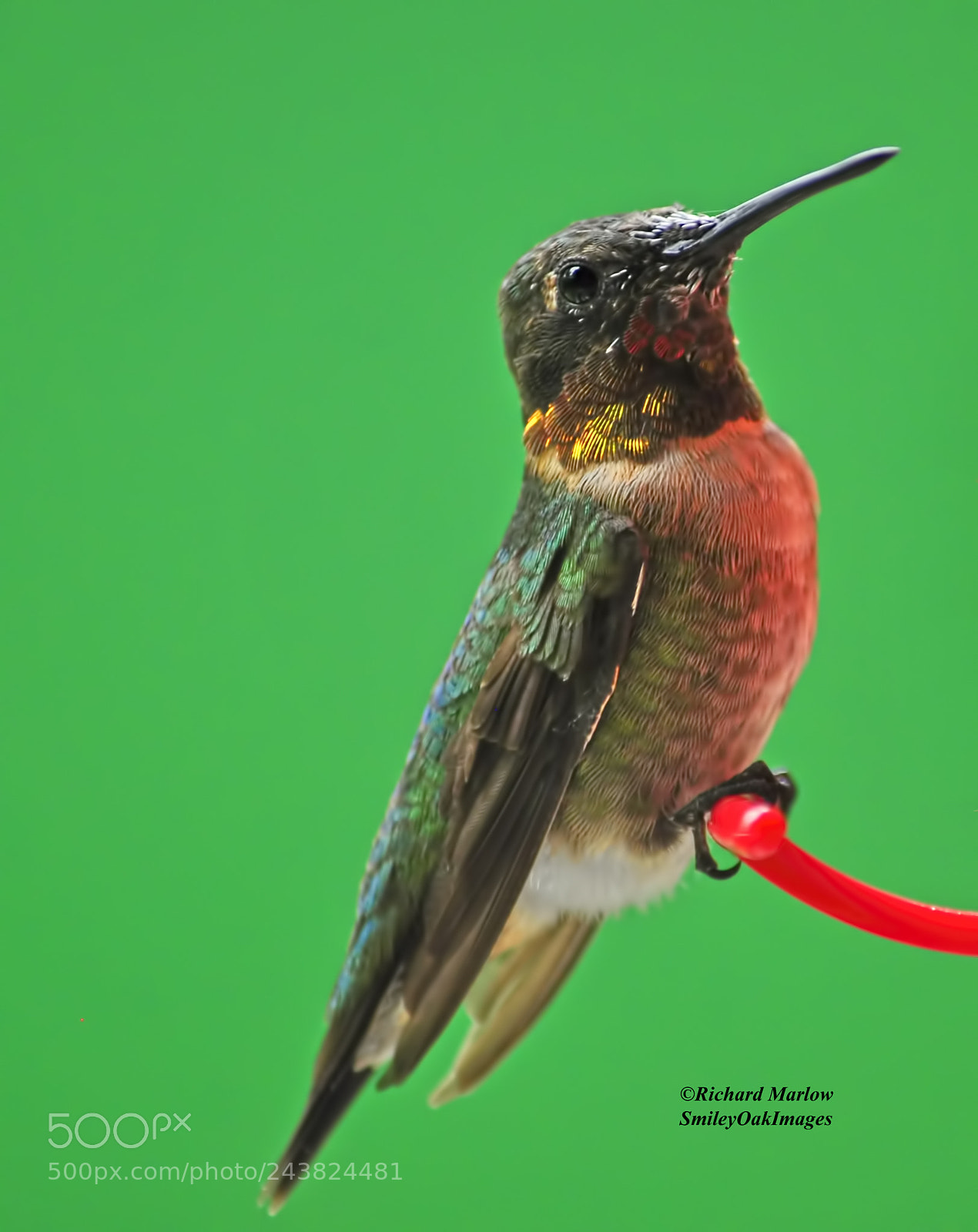 Nikon D5000 sample photo. Hummingbird photography