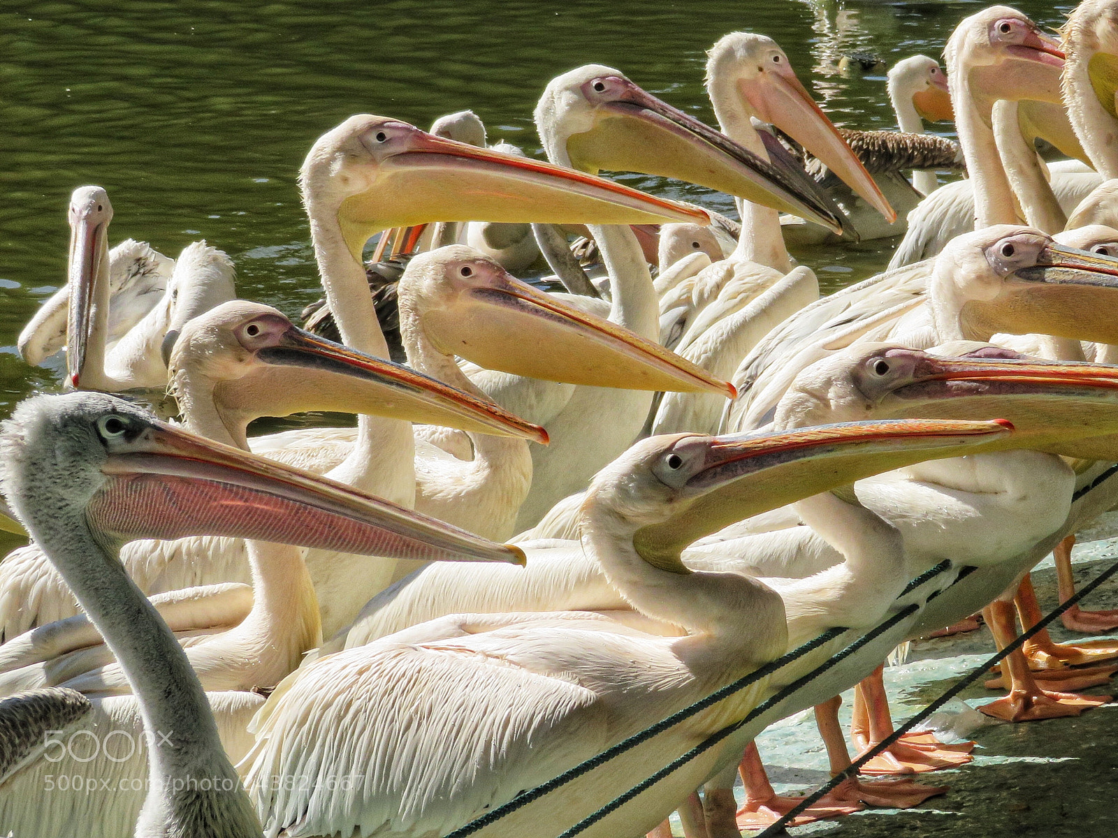 Canon PowerShot SX720 HS sample photo. A squadron of pelicans photography