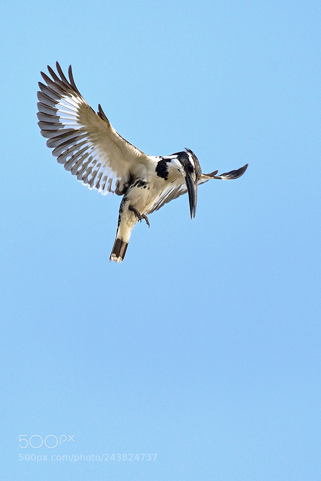 Nikon Df sample photo. Pied kingfisher photography