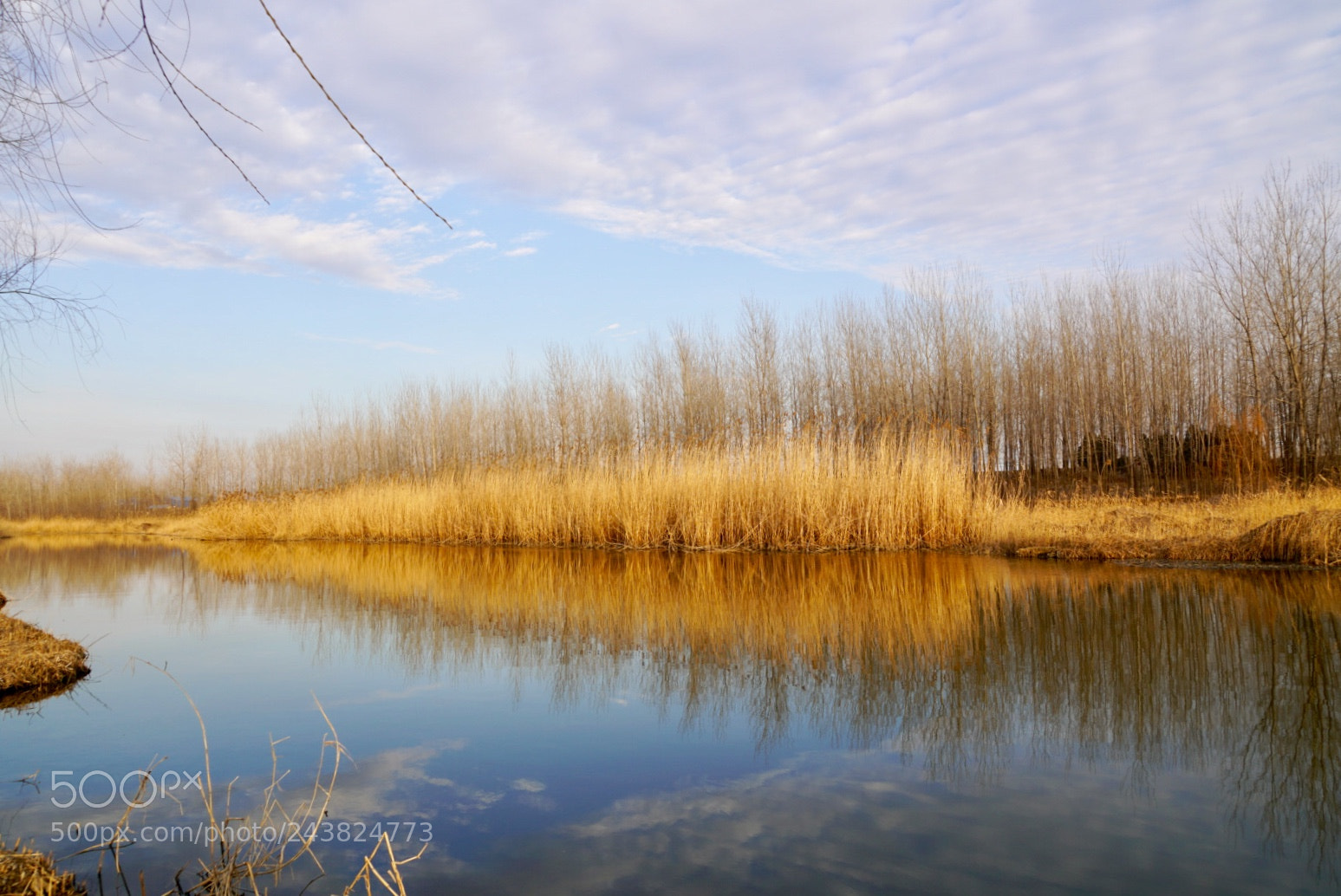 Sony a7R III sample photo. 湿地 photography