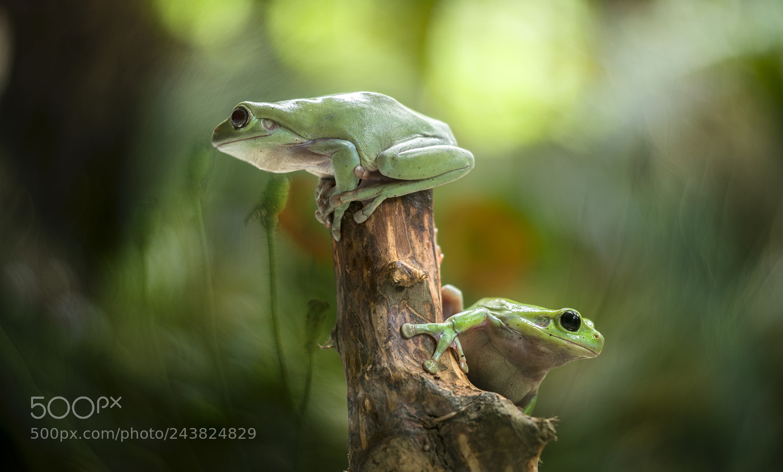 Nikon D800 sample photo. Frog, jump, flower photography