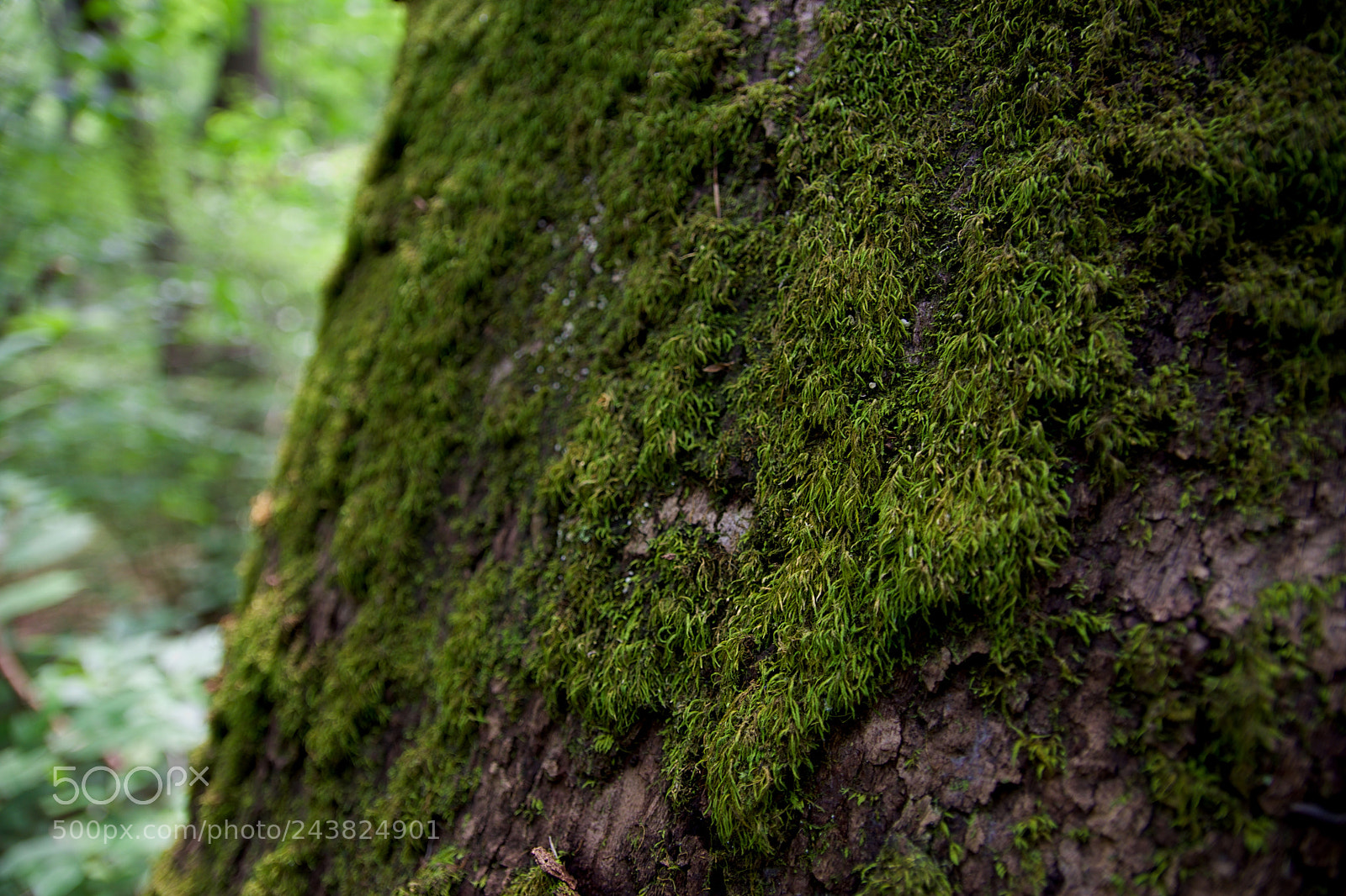 Nikon D5600 sample photo. Moss photography